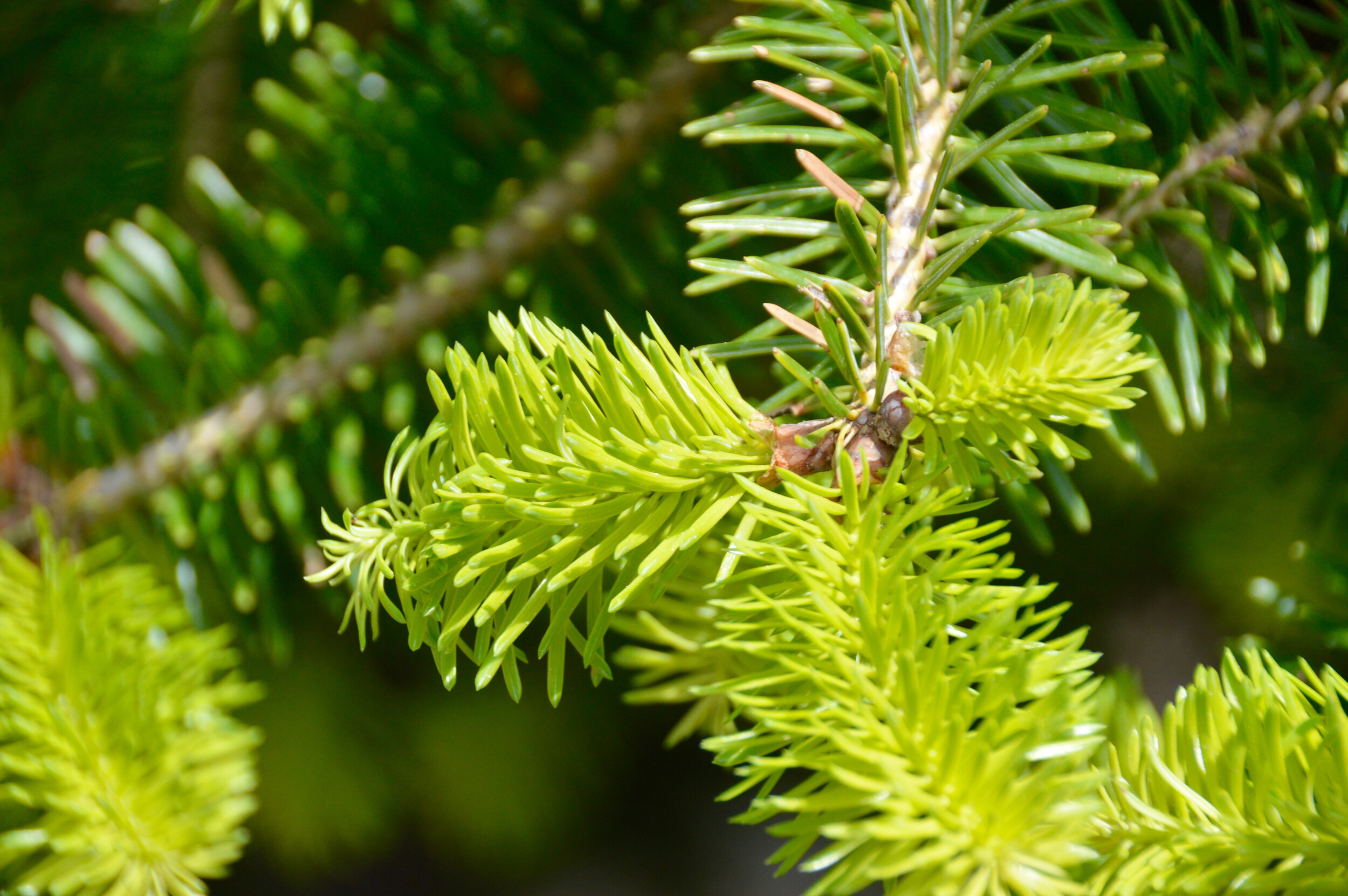 Canva - Shallow Focus Photography of Spruce.jpg