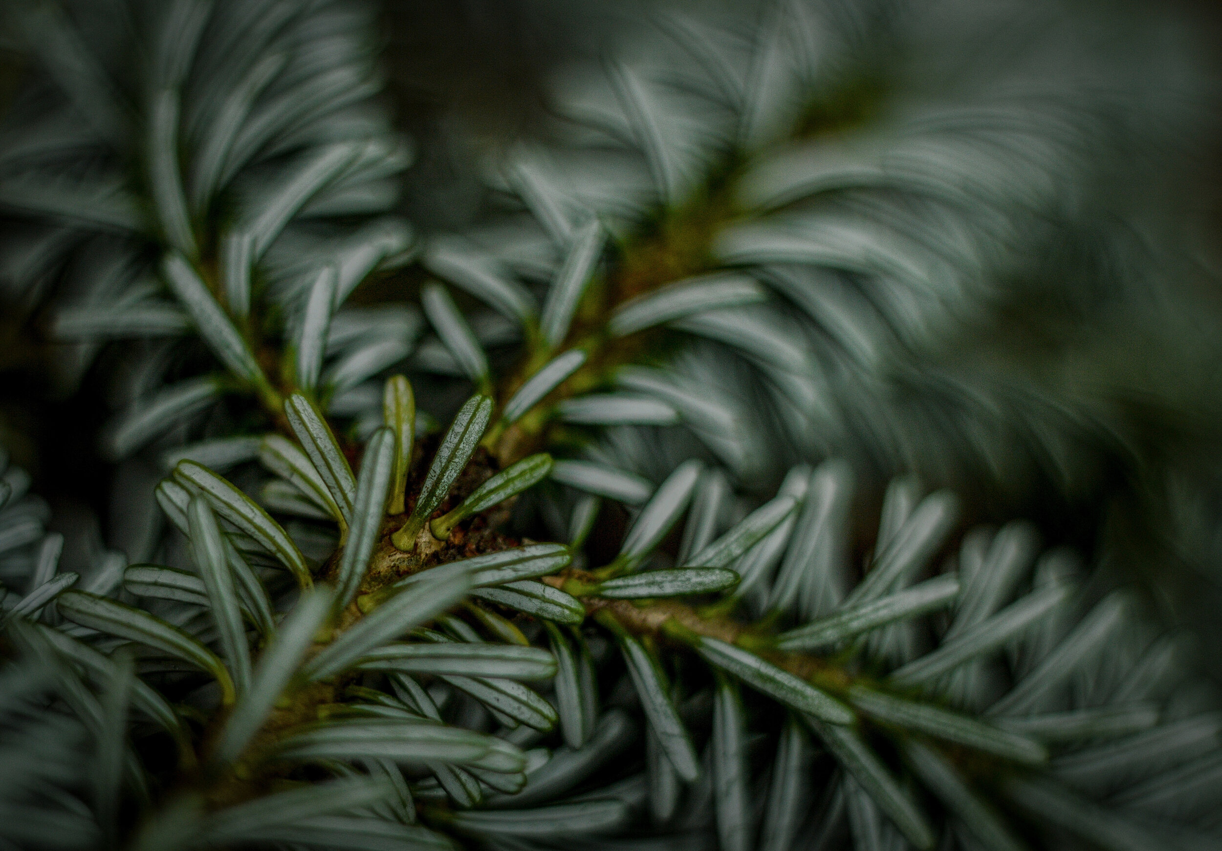 Canva - Close-up Photography of Leafs.jpg