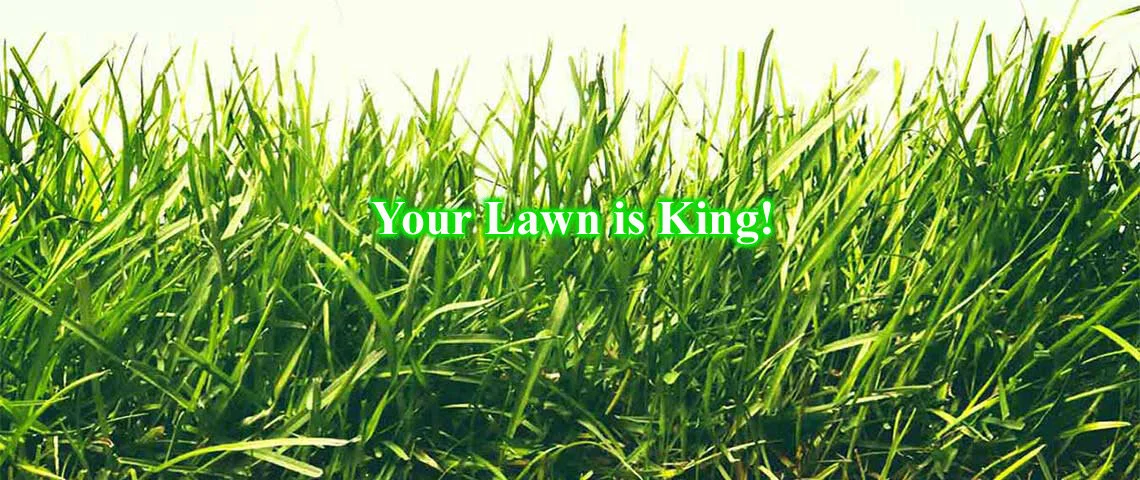 Website Banner.jpg
