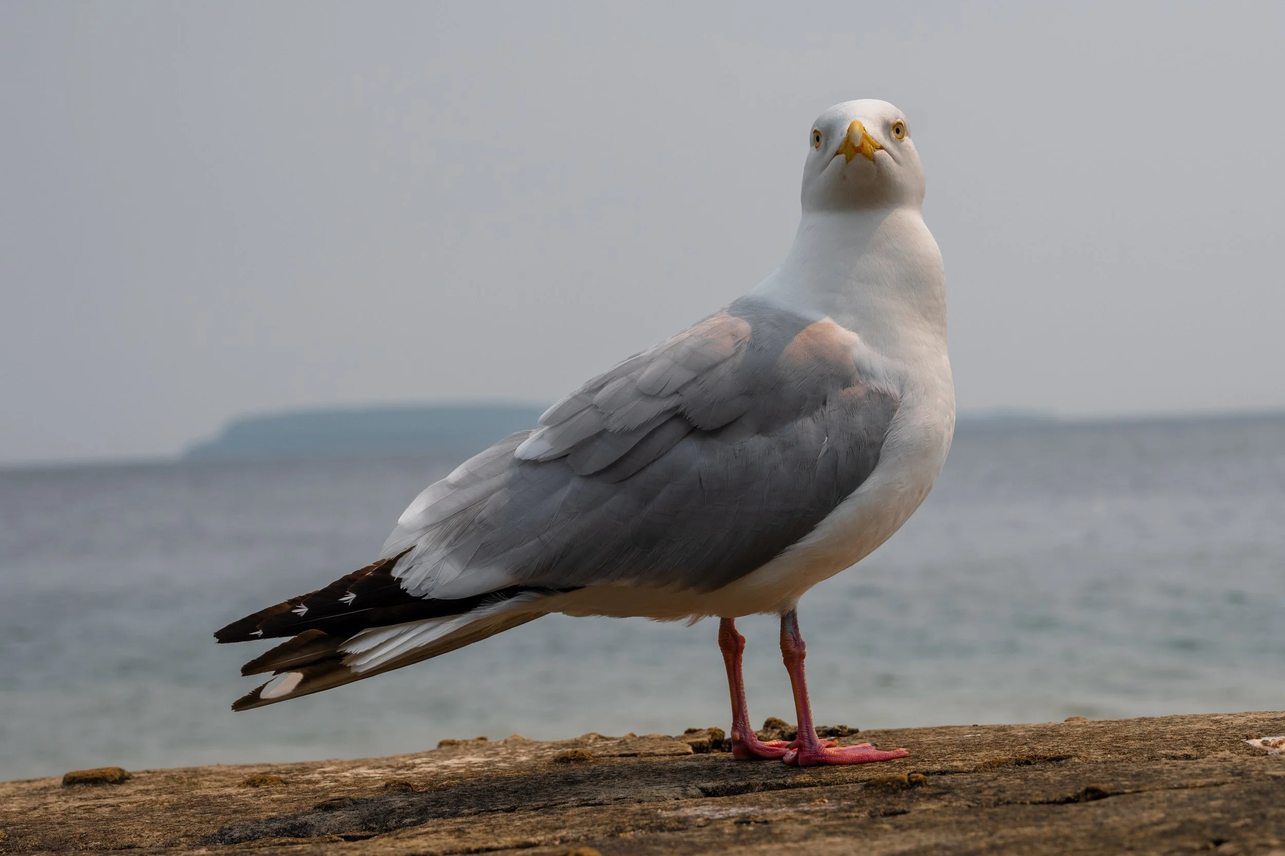DSC_2258.jpg