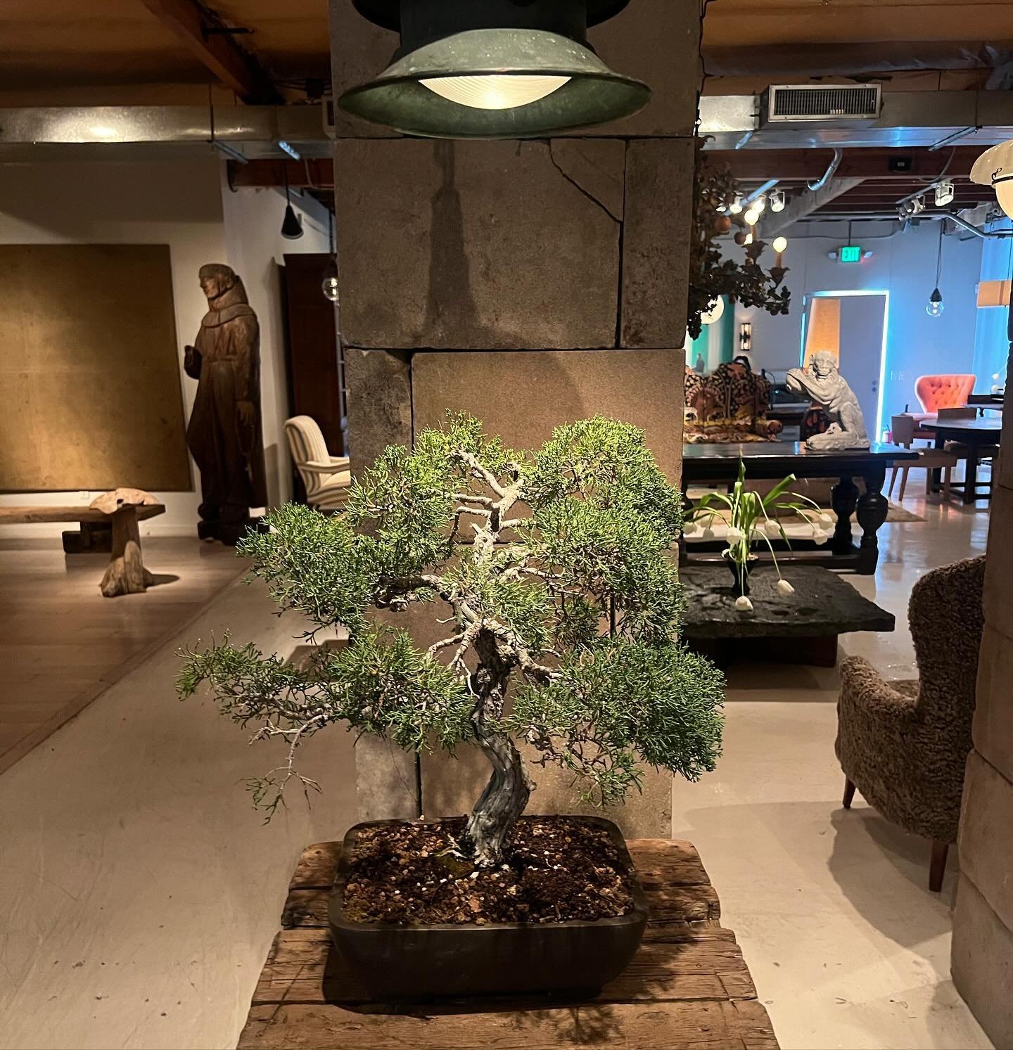 @obsoleteinc ❤️ Neighborhood spotlight! Inspired by my clients zen garden at 3785 Boise Ave in Mar Vista. I decided to go see the #bonsai collection at Obsolete in Culver City, just steps from Mar Vista. Such a surreal and beautiful place to shop for