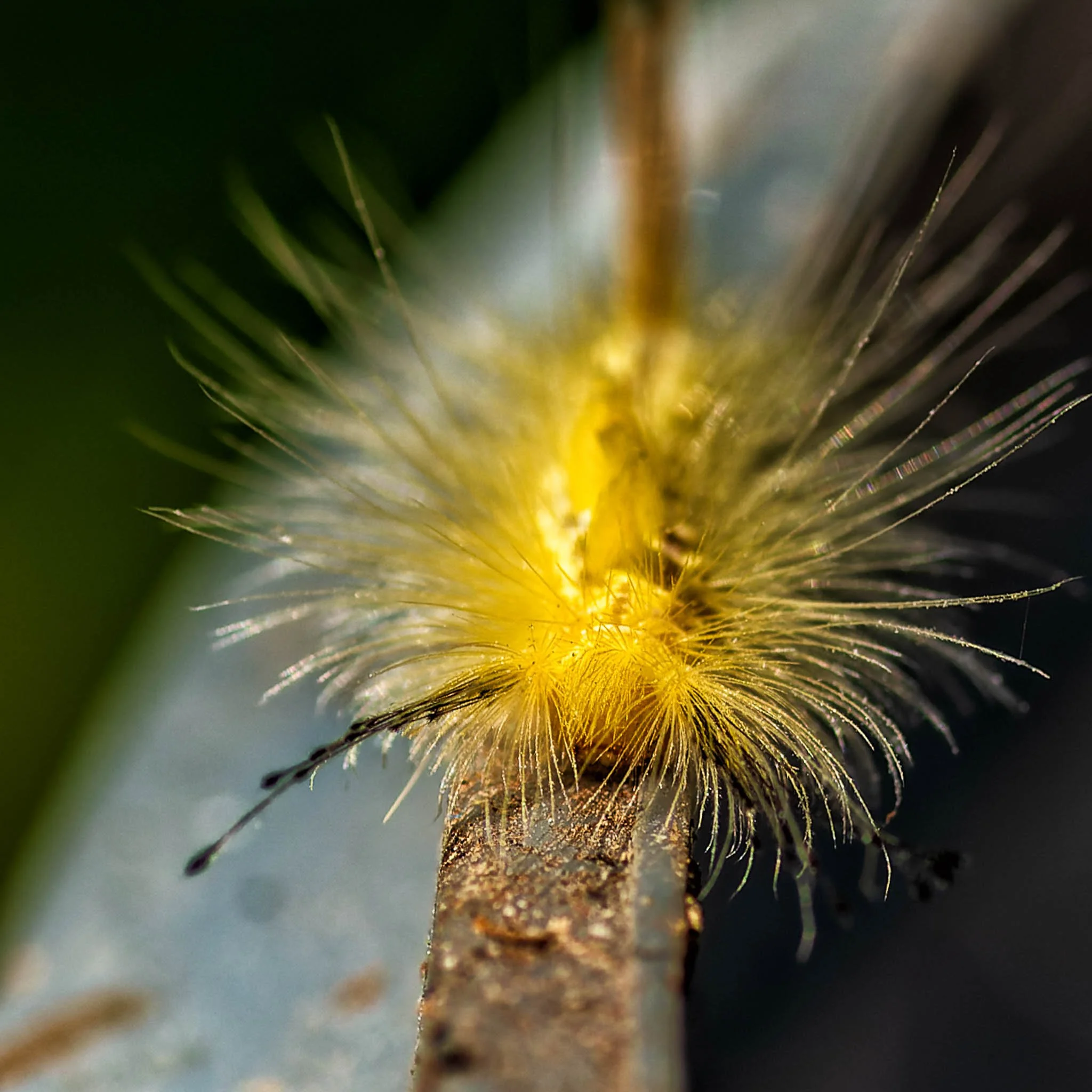 0907202_MyBackyard-54-DNG_DxO_DeepPRIME-HDR-Edit.jpg
