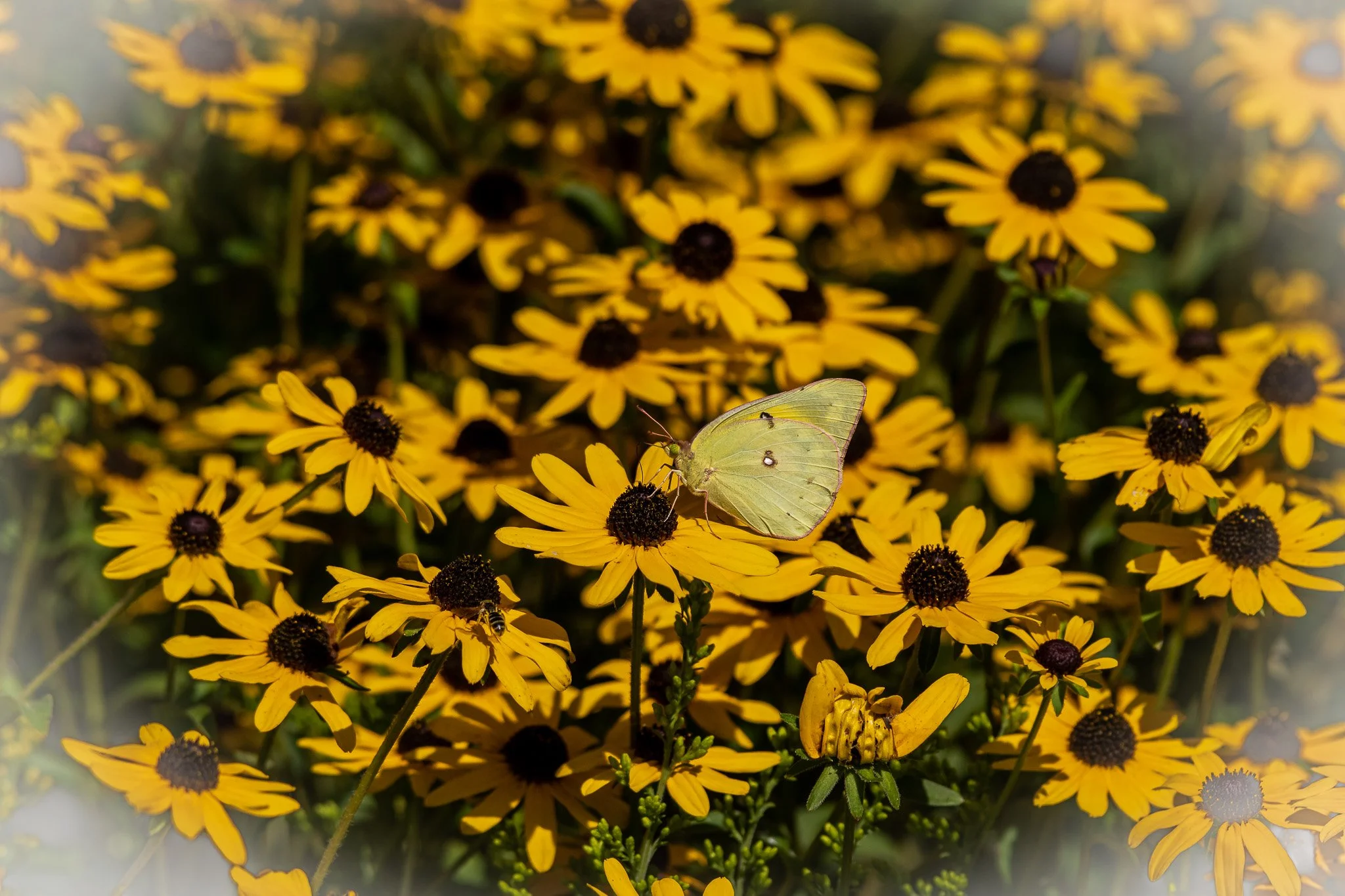 Butterfly on Black-Eyed Susan1.jpg