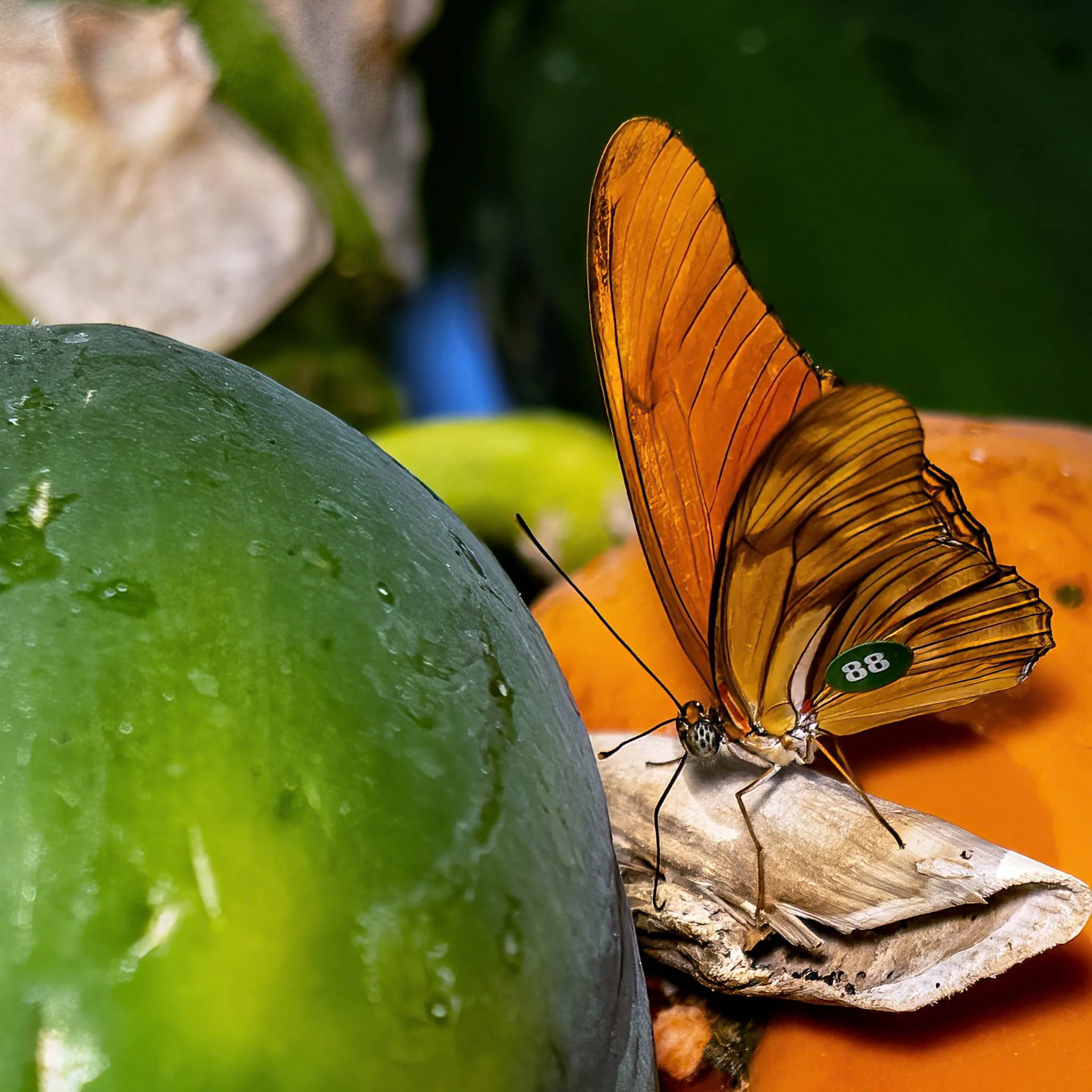 04052024_ButterflyHousePhotoWalk-159-Edit-Edit.jpg