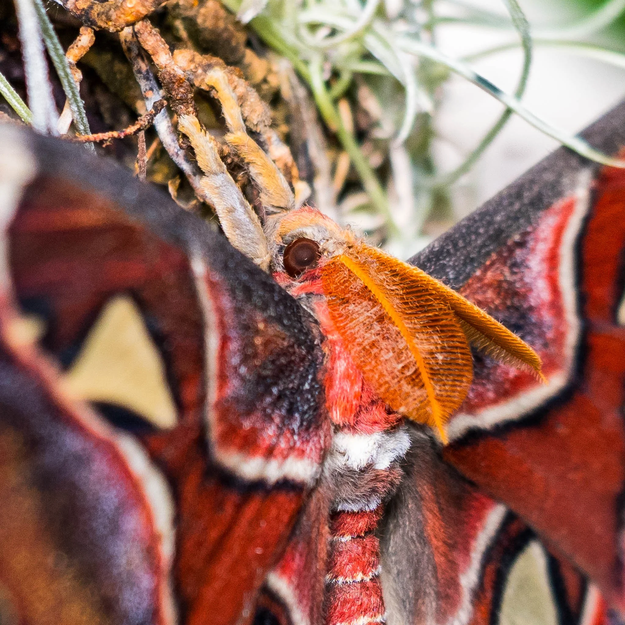 04052024_ButterflyHousePhotoWalk-177-HDR.jpg