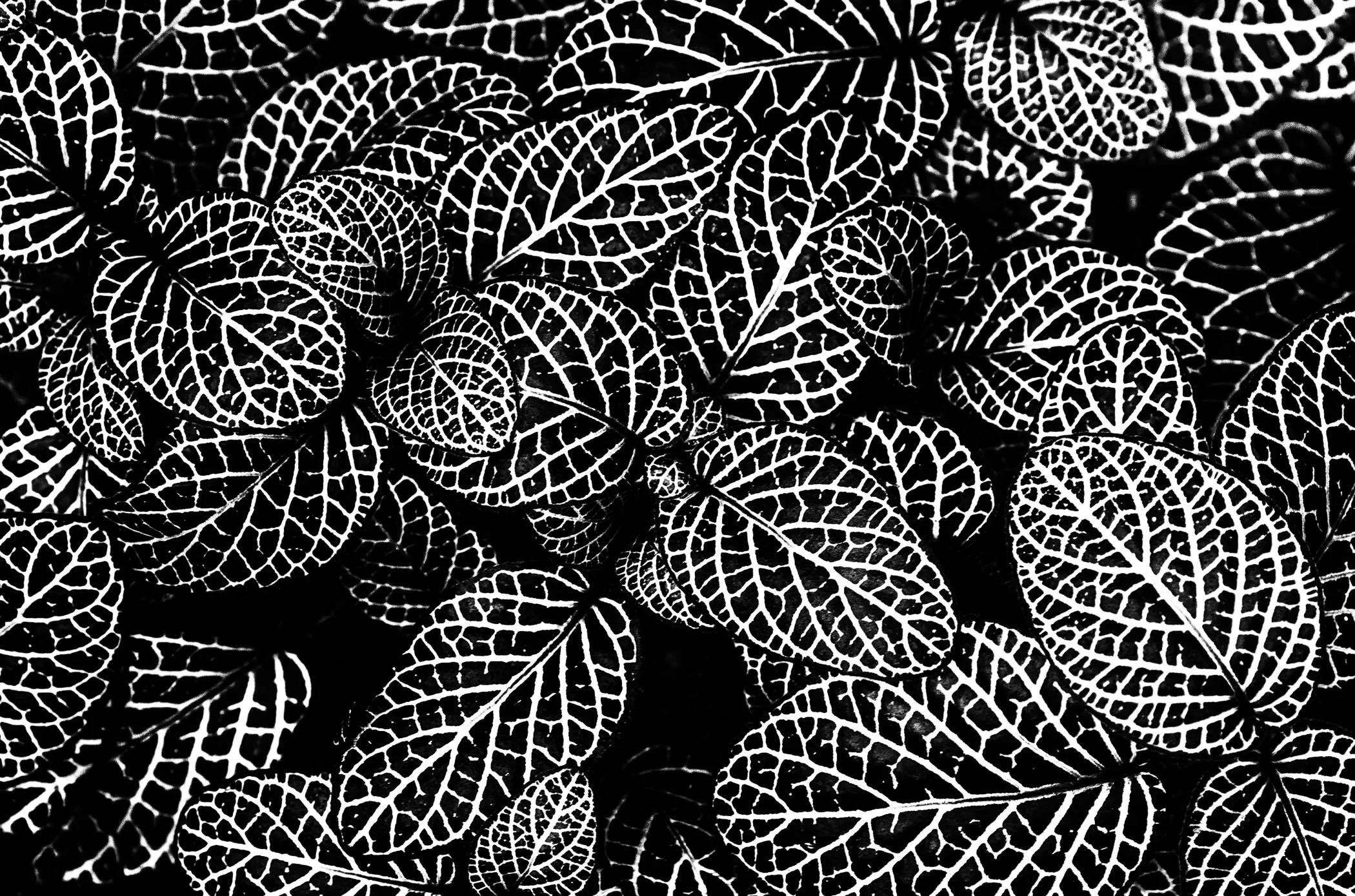untitled-4.jpg