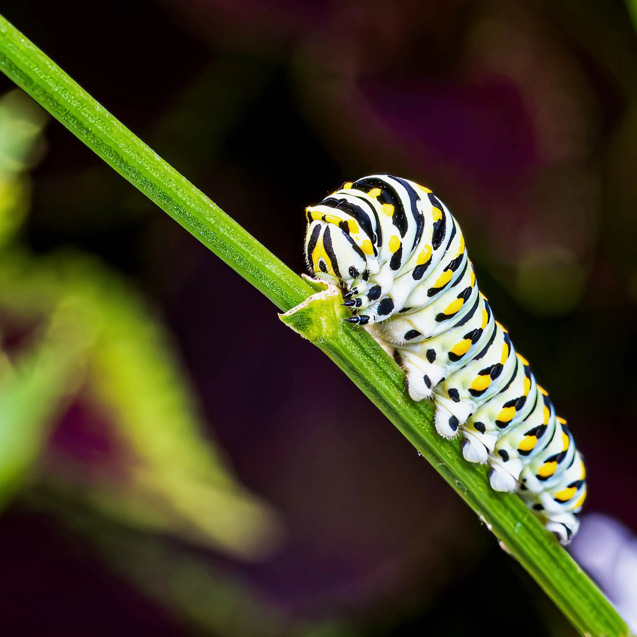 07162026_MyBackYard_BlackSwallowTailButterfly-6-Edit-Edit.jpg