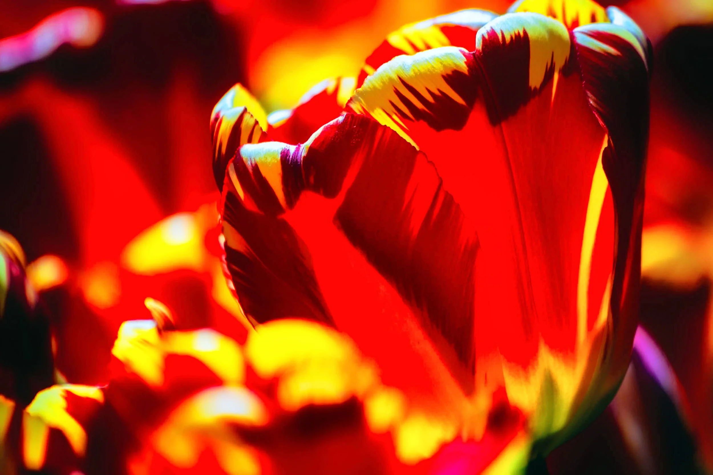 04162025_BotanicalGardenPhotoWalk-51-HDR-Edit_Nik_DxO.jpg