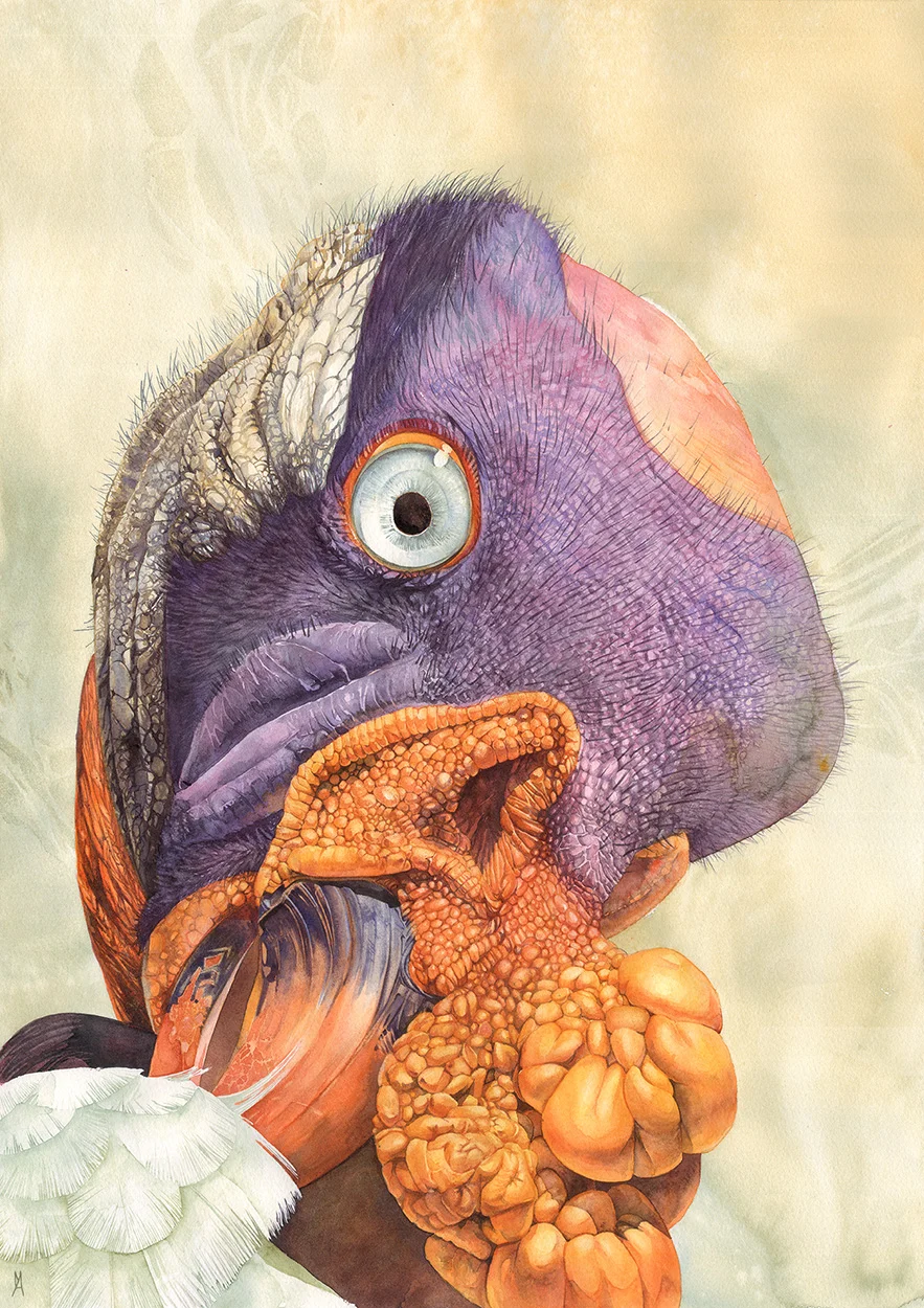 missy-acker-king-vulture-watercolor-watercolour-painting-full.jpg