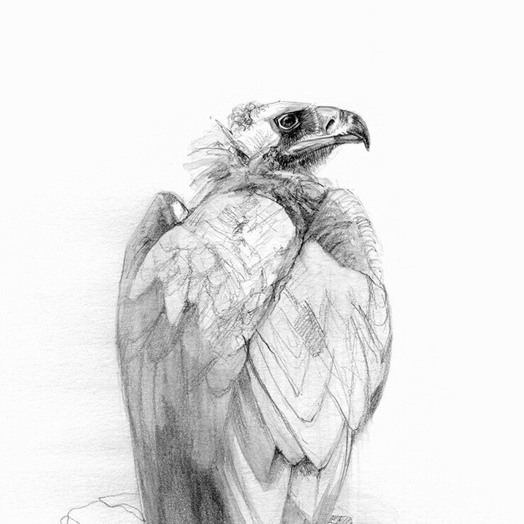 vulture drawing