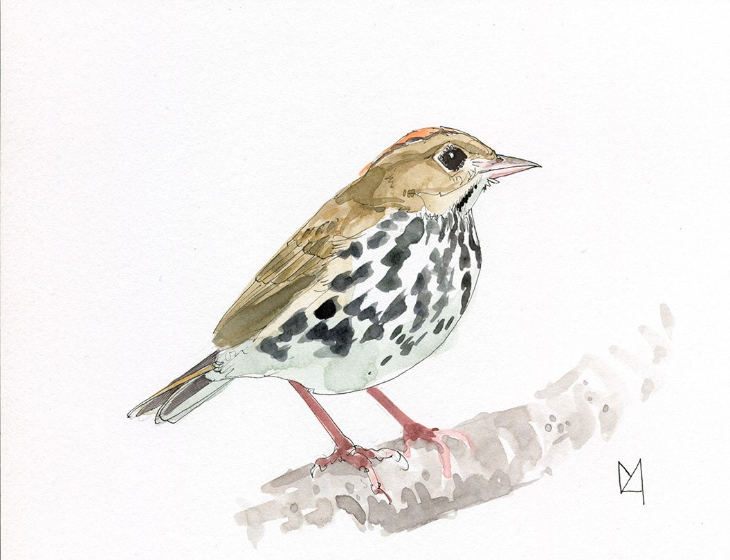 An ovenbird painted in ink and watercolour