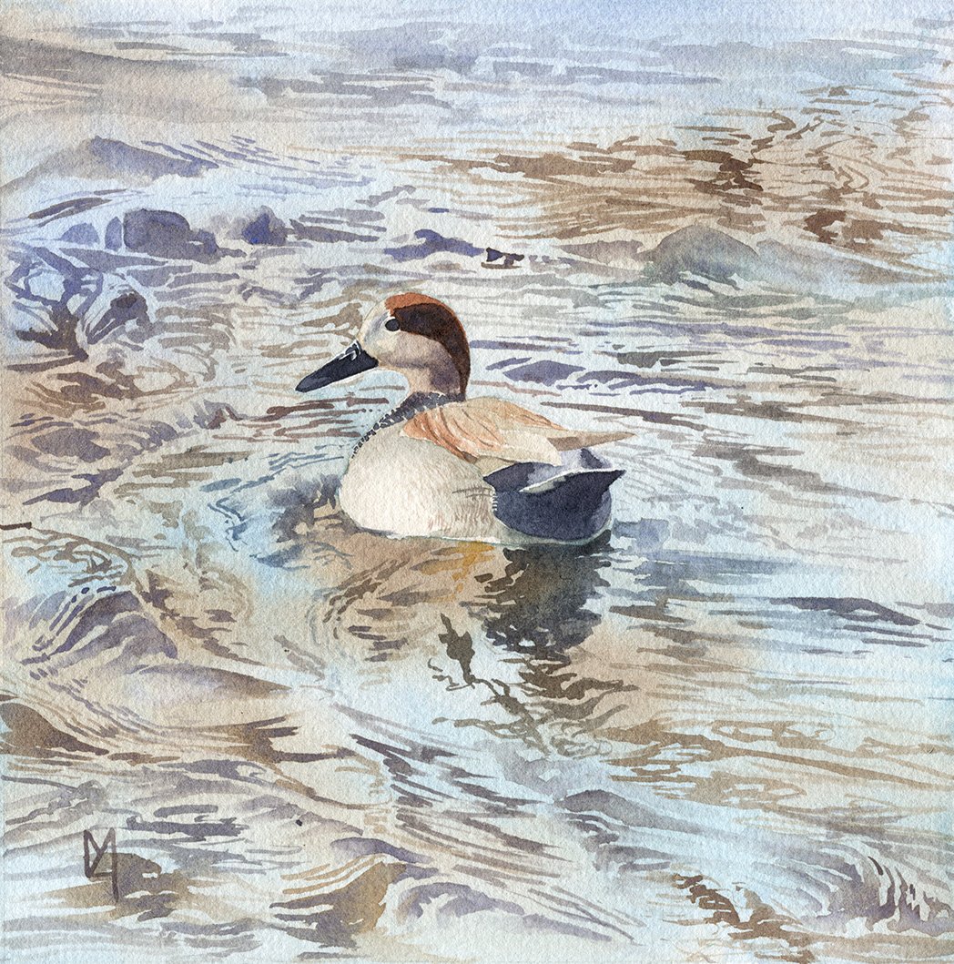 A male gadwall on water