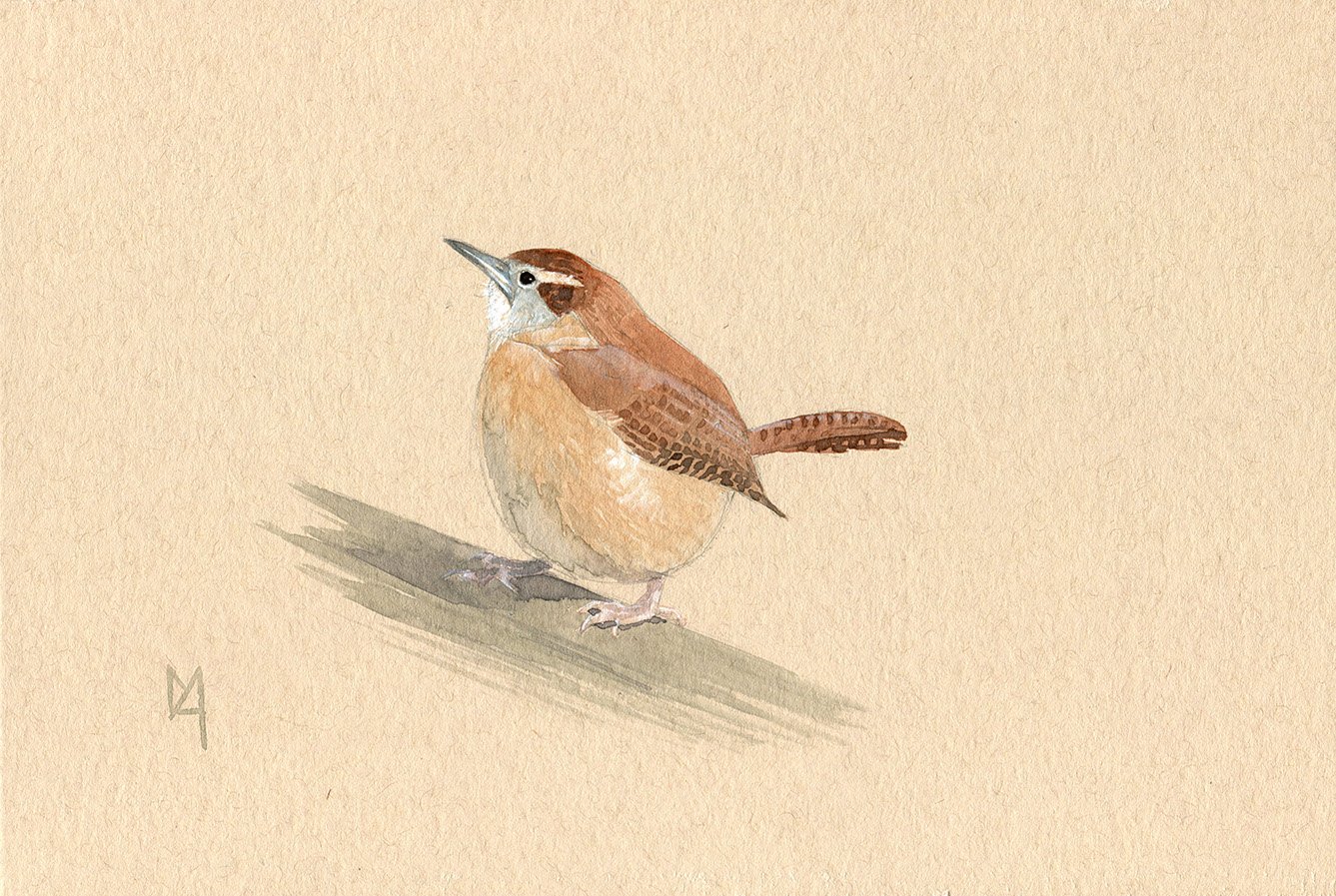 A Carolina wren on toned paper
