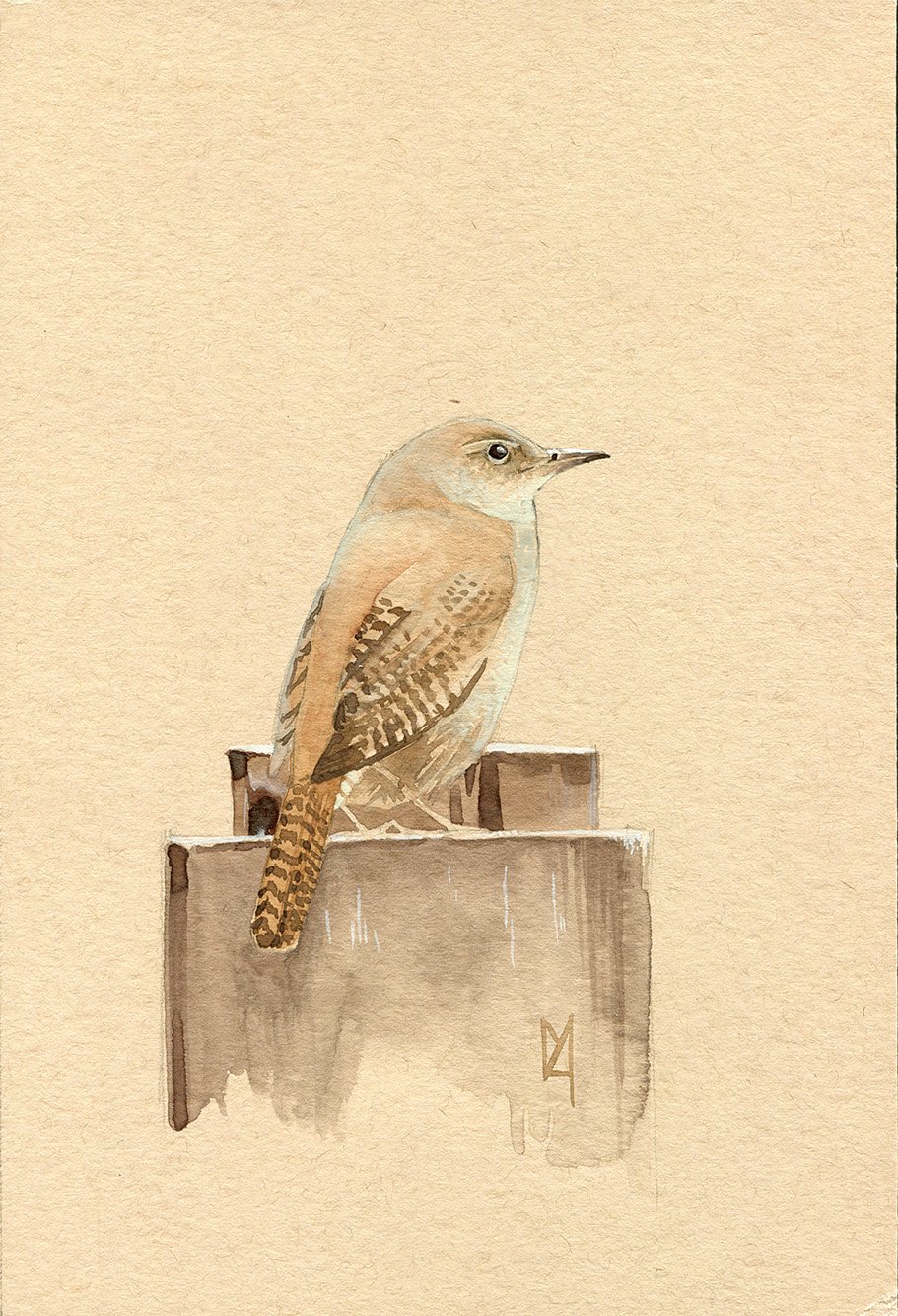 A house wren on toned paper