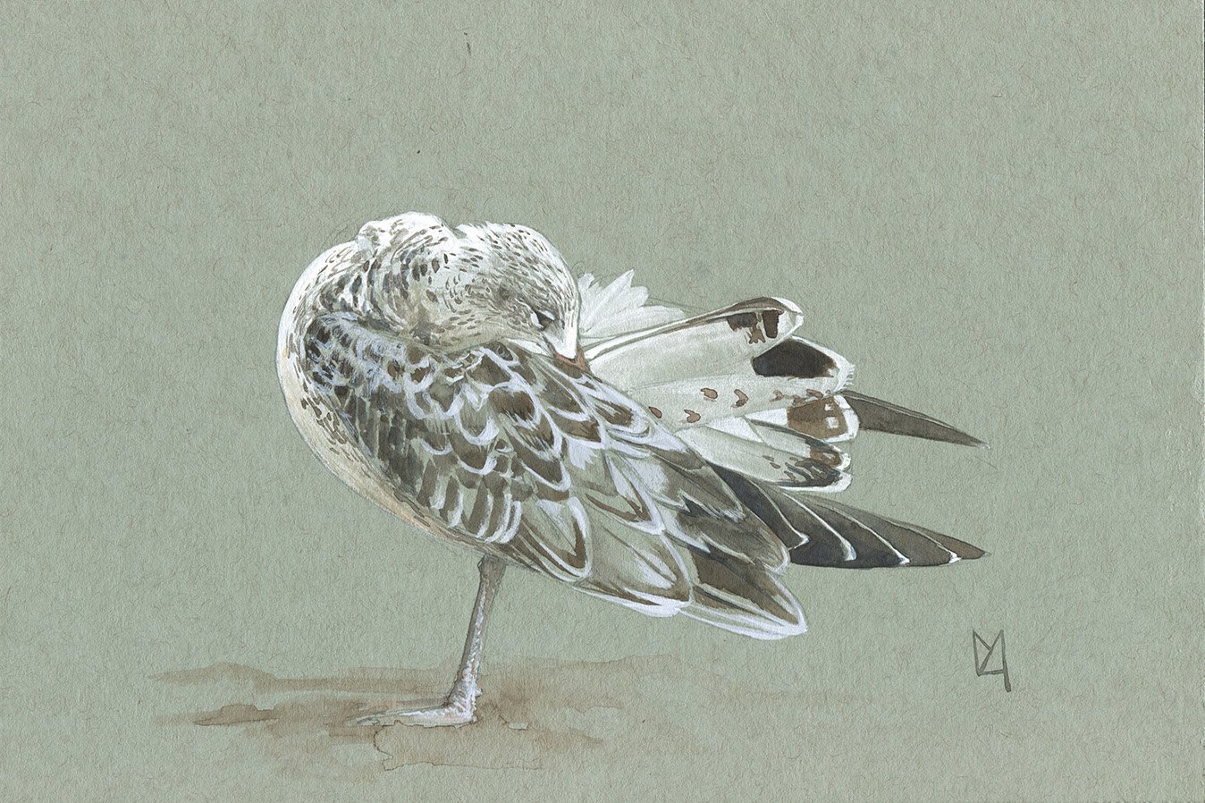 A preening ring-billed gull on toned paper