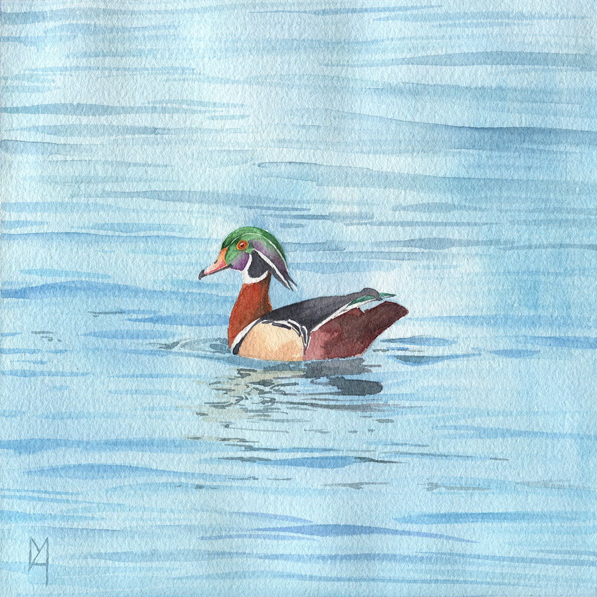 A male wood duck on water