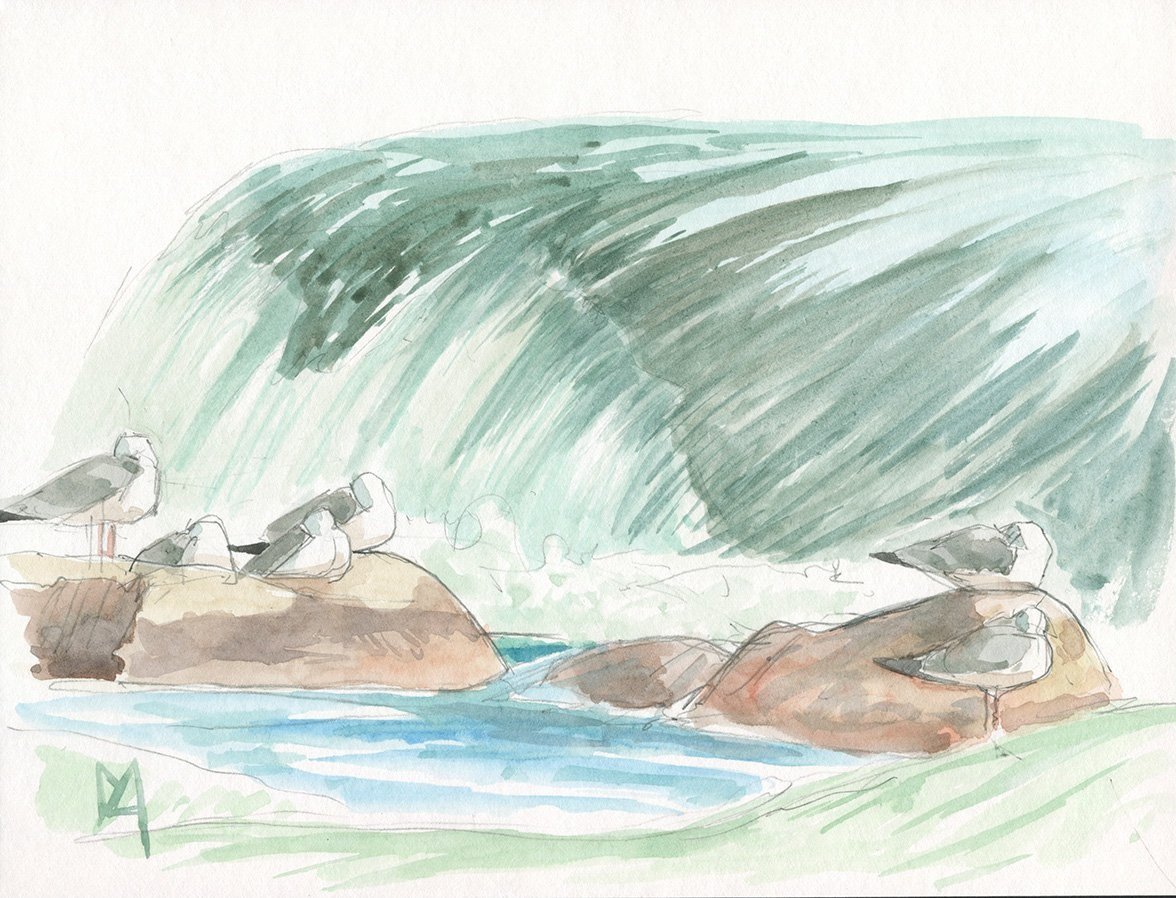 Herring gulls resting by white water