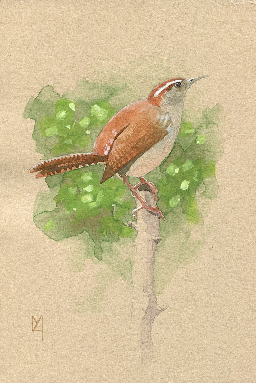 A carolina wren on toned paper