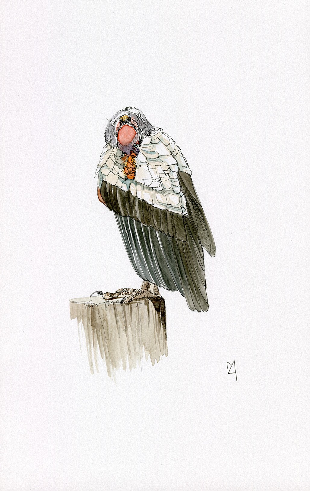 A preening vulture