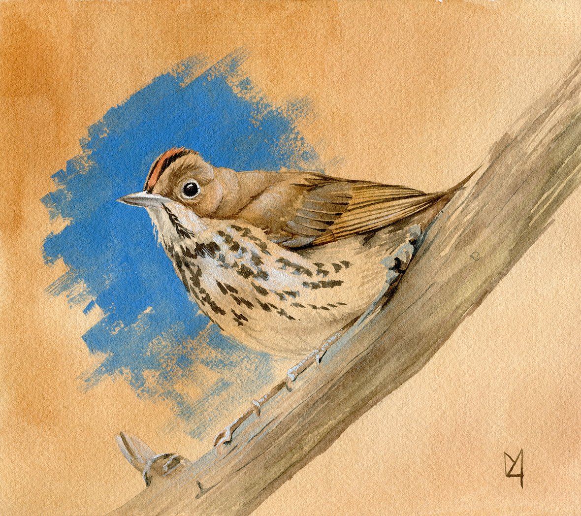 An ovenbird painting