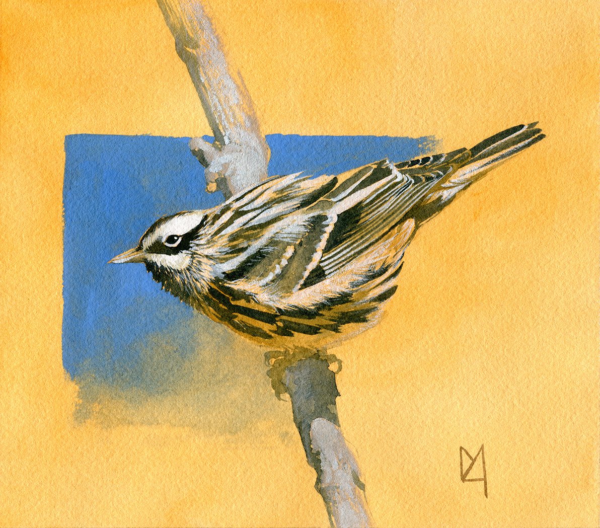 A black-and-white warbler
