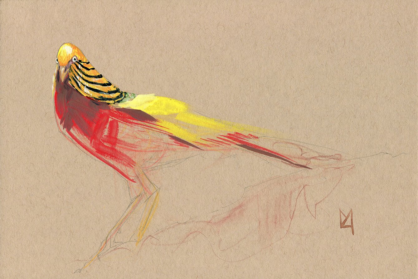 A golden pheasant on toned paper