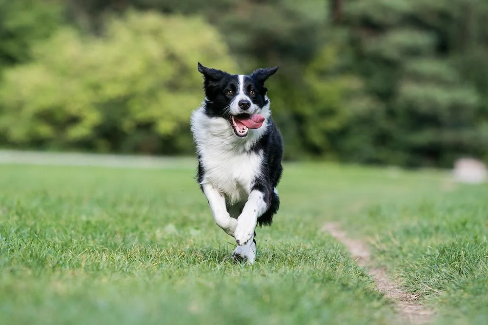 Moderately Active Dogs 5 Dog Breeds to Consider for your Active Lifestyle — Triumph Pet Food