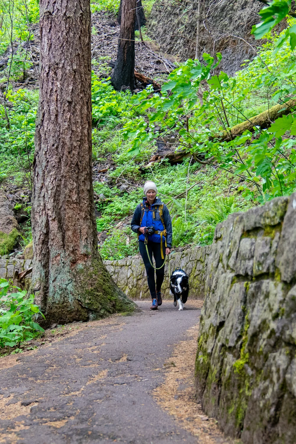 Can Dogs Go In State Forests