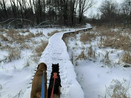Midwest: 5 Dog-Friendly Trails to Explore This Winte