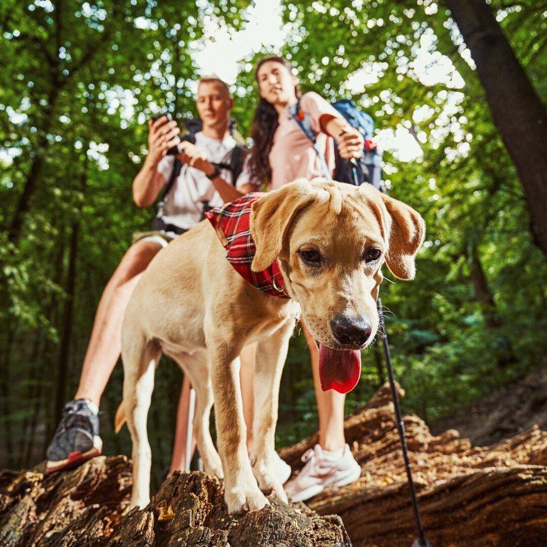 No destination, no worries! They are just happy to be hiking with you! 🐾 🐕 

#TriumphTogether #TriumphPack #TrailsAndTails