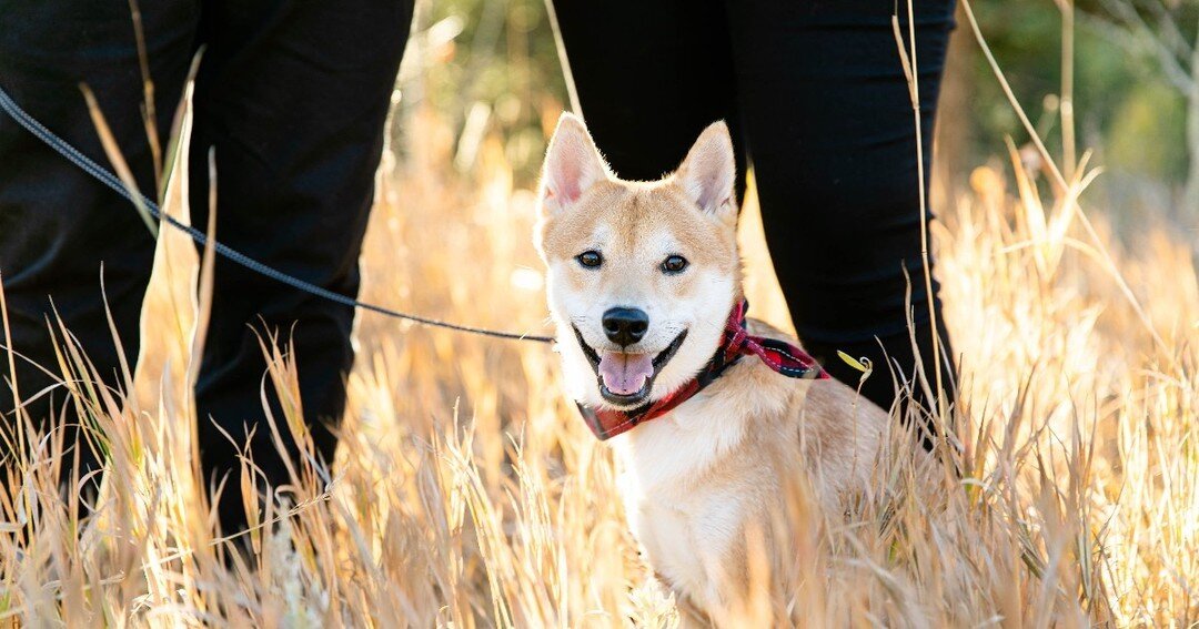 Whether it is at the beach, in the woods, or through a meadow...they are just happy to be there with you. 

#TriumphTogether #TriumphPack #HikingPartners