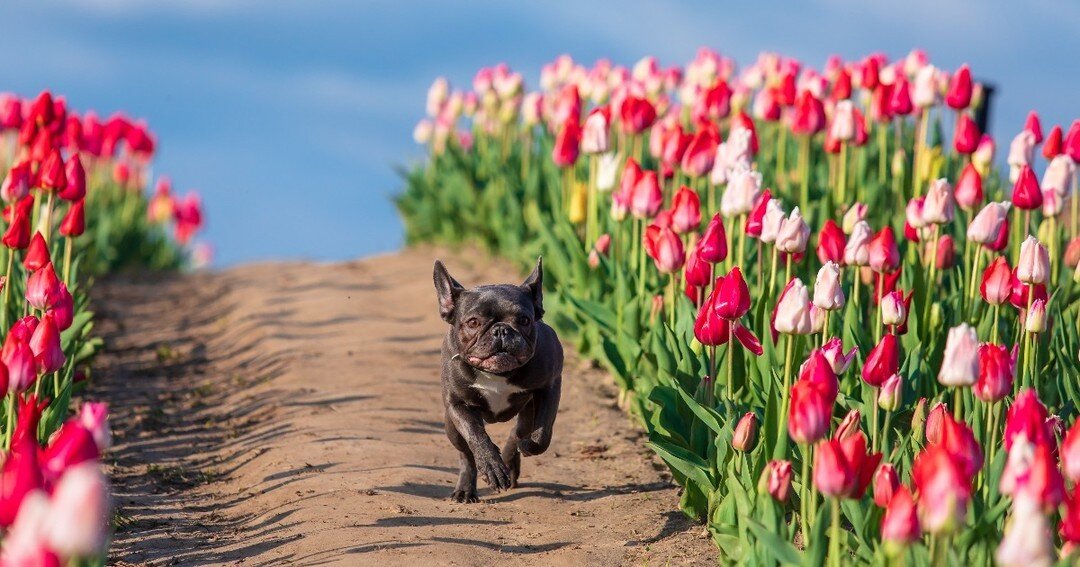 Tulip dreams and Frenchie gleams! Take a break from the trails, and take your pup to a tulip field! 🌷 🐕 

#TriumphTogether #TriumphPack #TulipFieldDogs