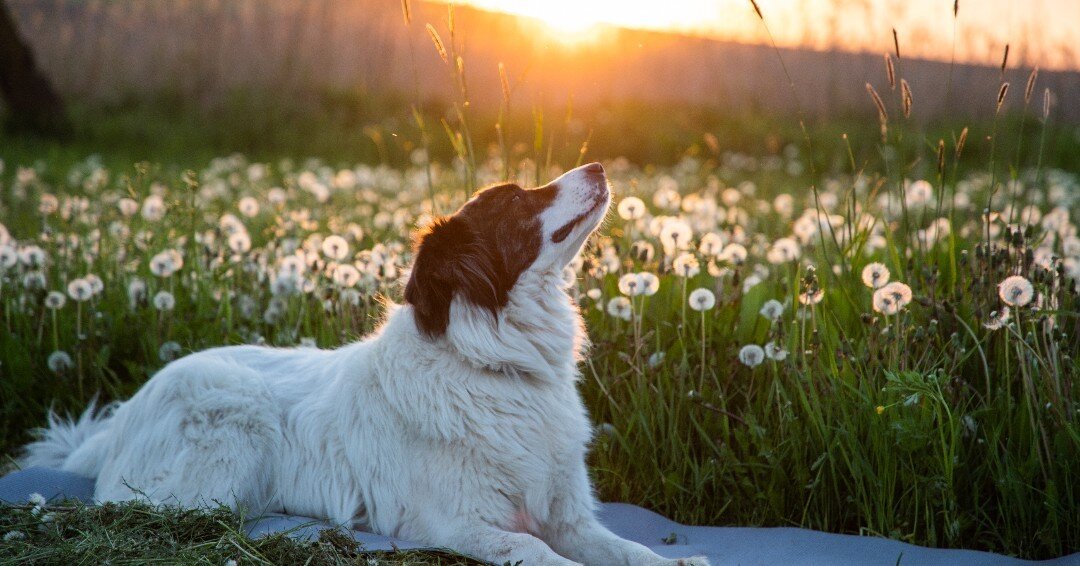 As the weather is starting to warm up, who else can smell love and springtime in the air! 🐾 🌷 

#triumphtogether #triumphpack #SpringIsAlmostHere