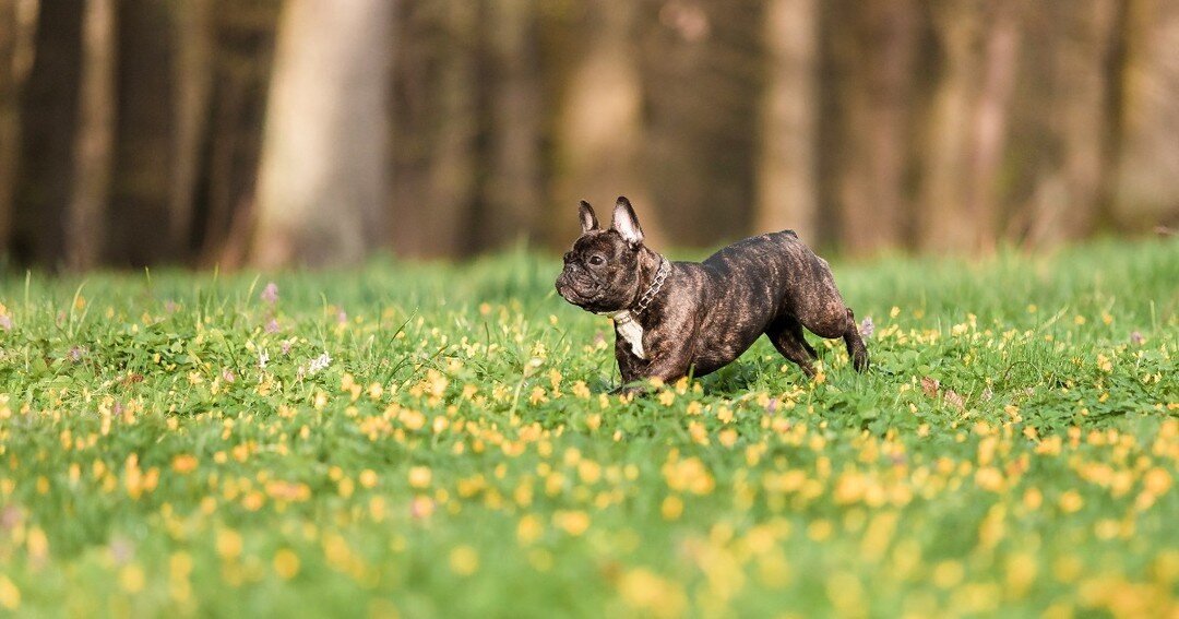 Dandelions, the heralds of spring. With these little yellow fellows suddenly appearing, we know that Spring is here in full bloom! 

#TriumphTogether #TriumphPack #DogsWhoFrolic