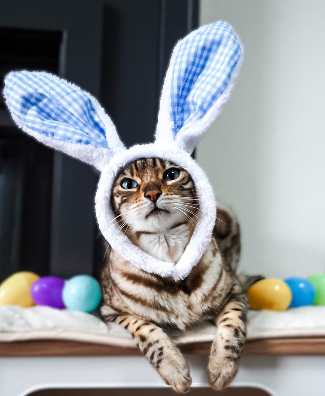 Happy Easter to all of our favorite adventure buddies! 🐰 

📸 : @kazuki_the_bengal

#TriumphTogether #TriumphPack #HappyEaster