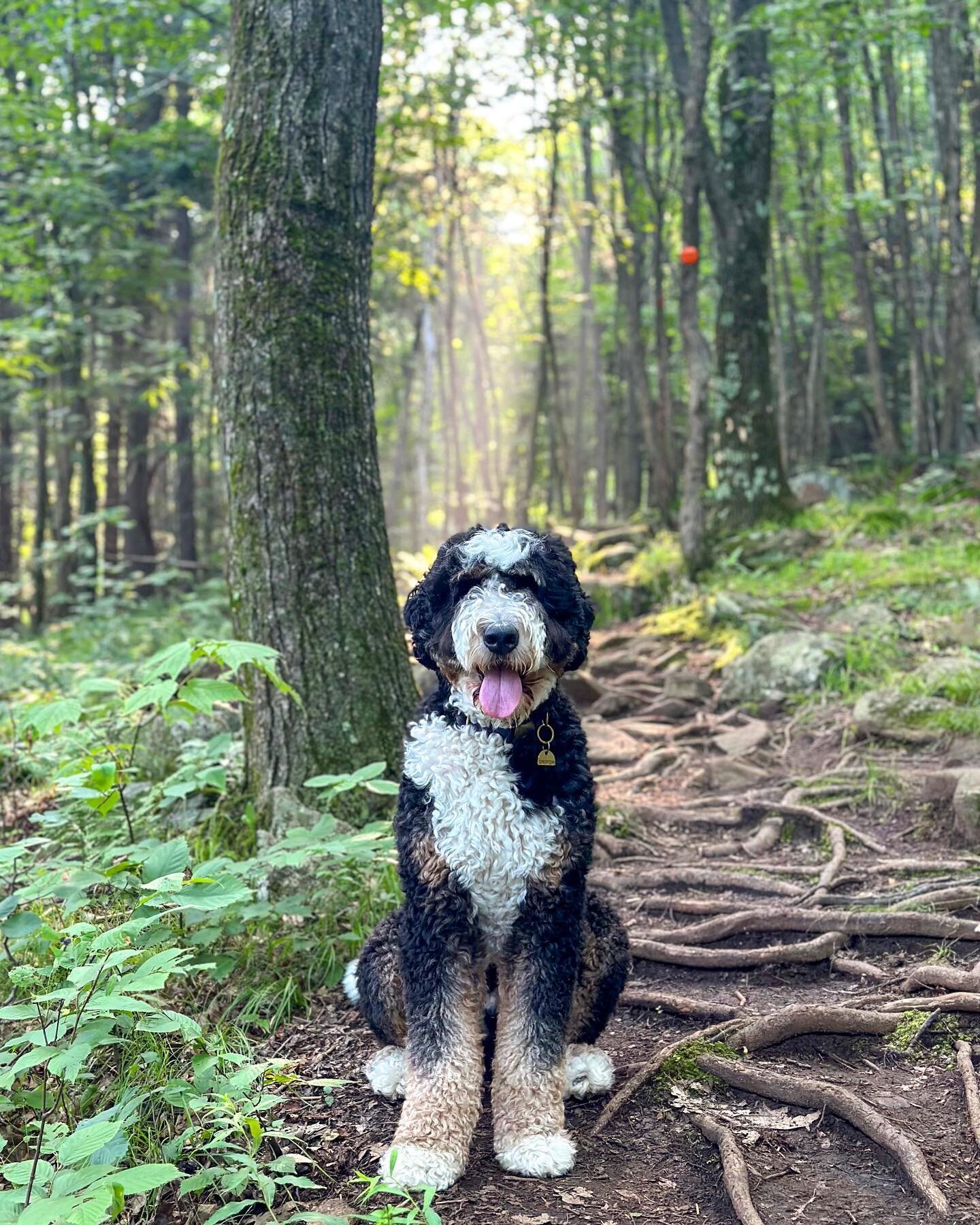 The best way to start your weekend: a beautiful trail and your best bud 🌲 

📸: @georgethebernedood

#TriumphTogether #TriumphPack #TrailDogs