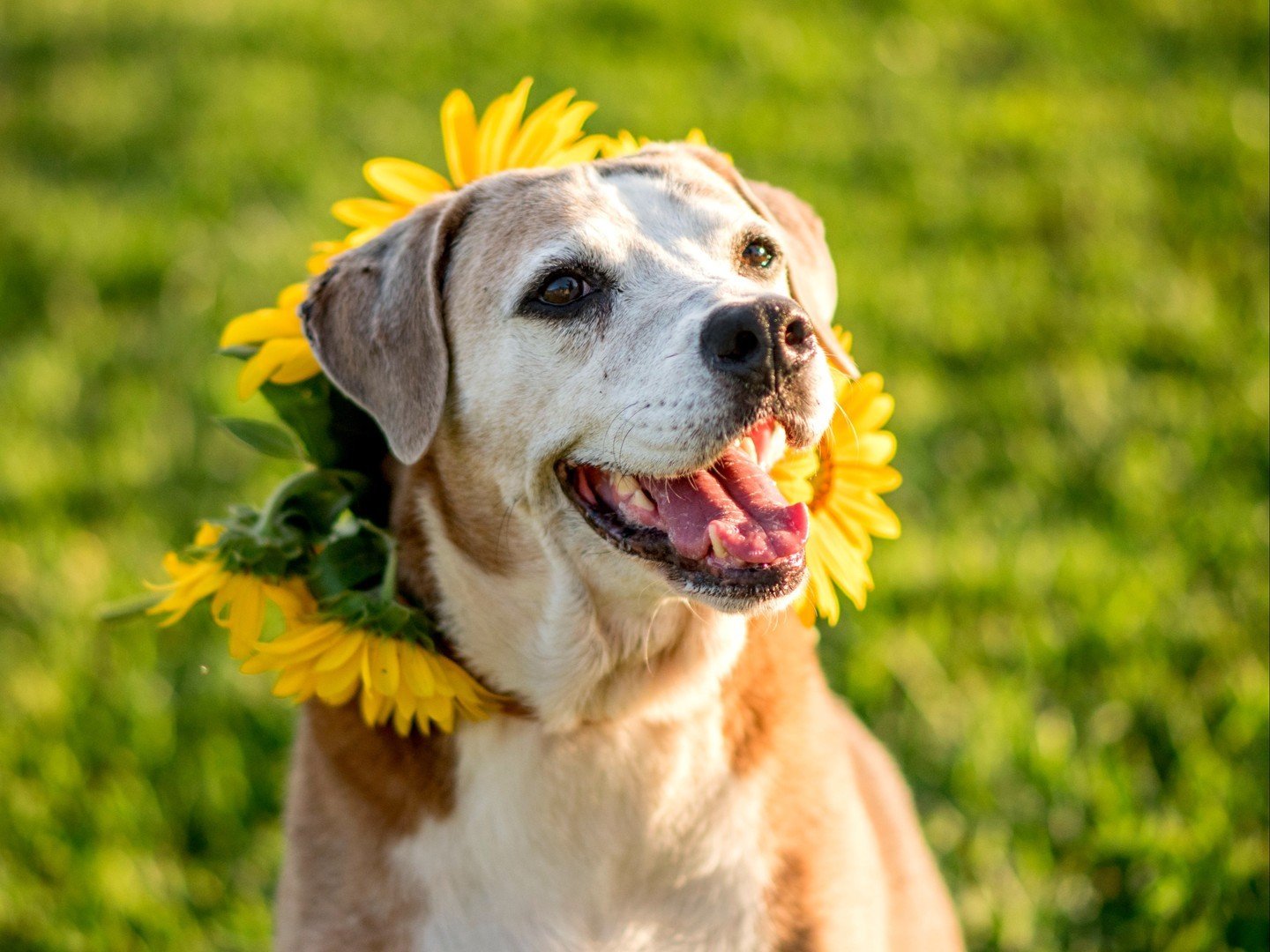How we feel when those April showers start looking like May flowers 🌻 

#TriumphTogether #TriumphPack #SpringDogs