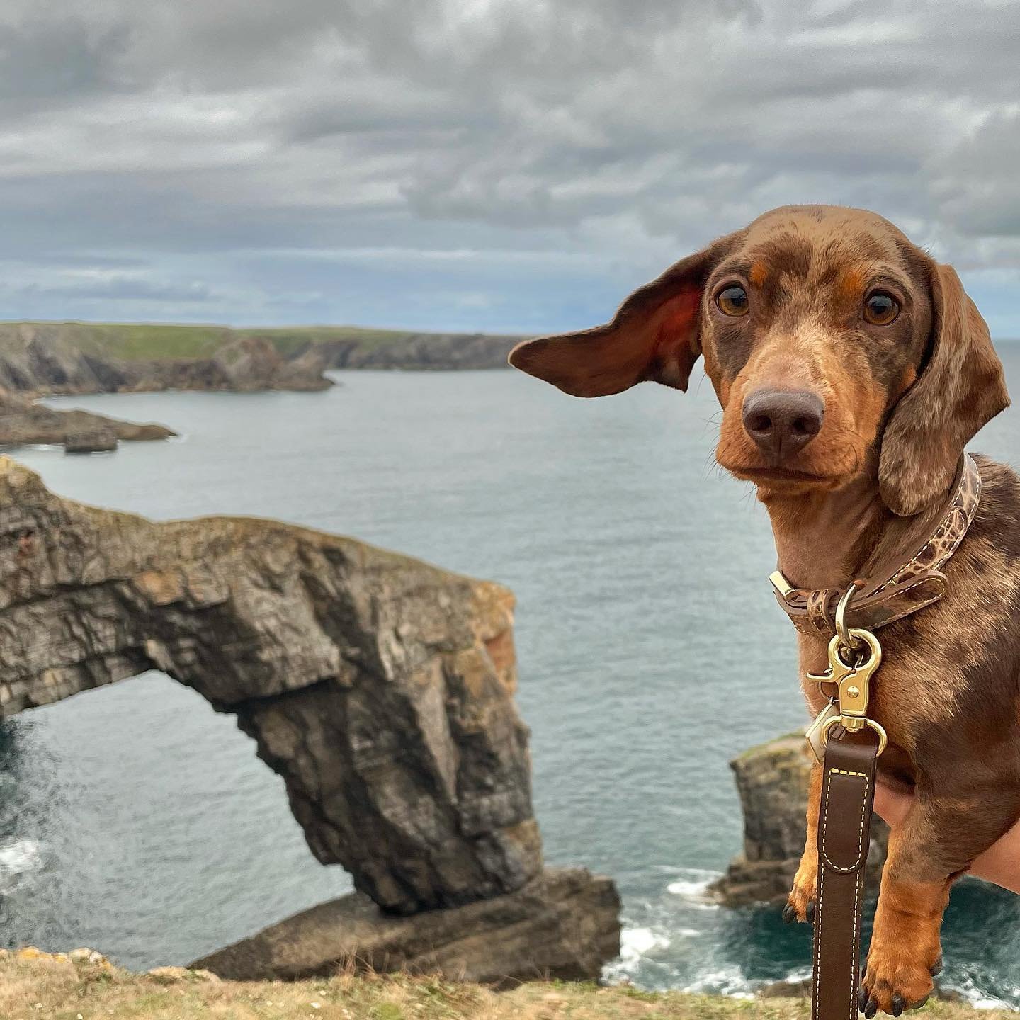 Even the smallest pups can make the best hiking buddies! 🌊🐶

📷 : @dashi_and_lapka_dachshunds

#TriumphTogether #TriumphPack #SmallButMighty