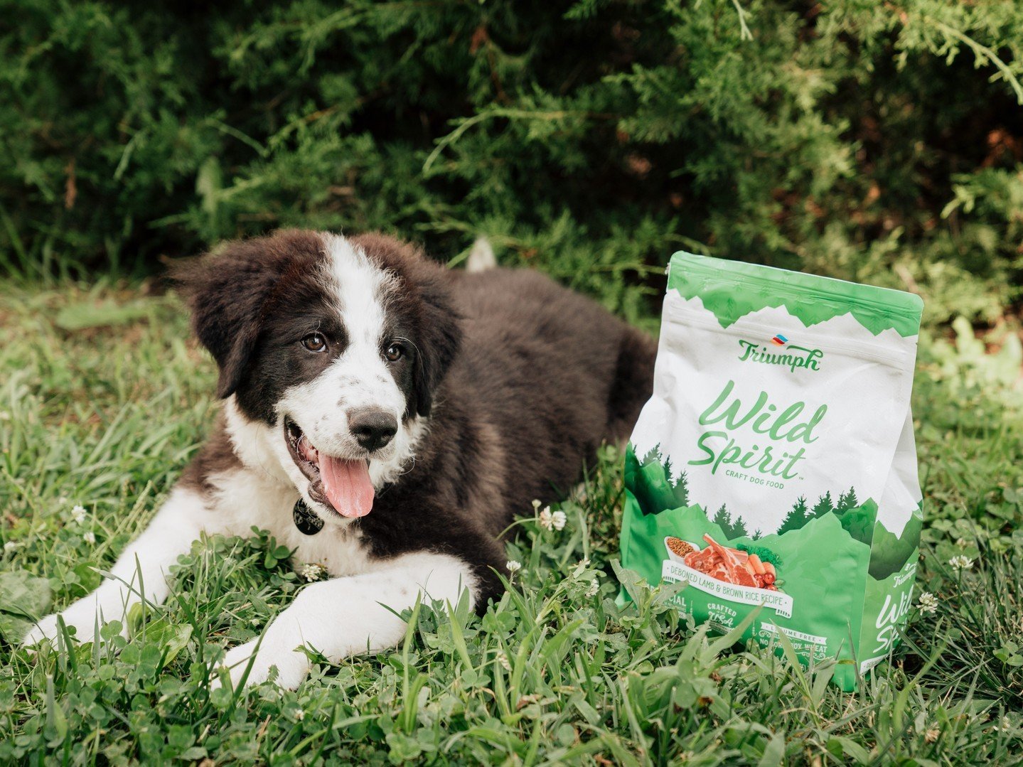 Fuel your pal's Wild Spirit with our Lamb &amp; Brown Rice Recipe Natural Dog Food 🐕 

Specially crafted with some of the best ingredients nature has to offer 🌱 You won't find any artificial colors, flavors, or preservatives here! 

Get your bag at