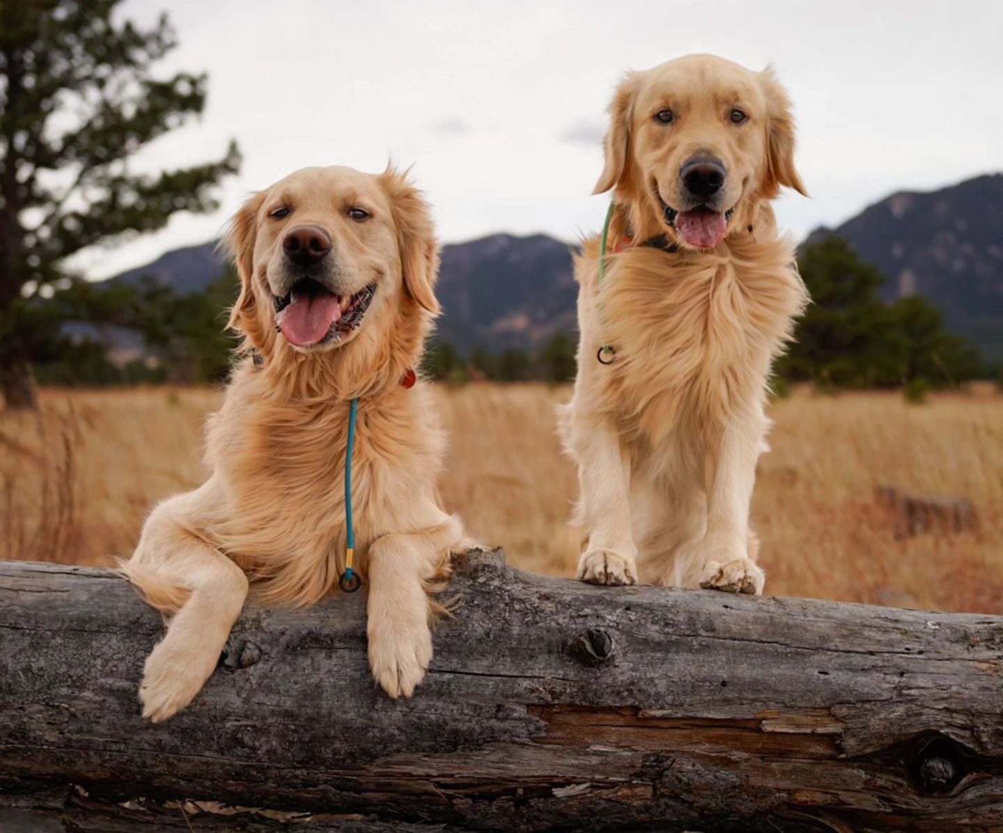 There's no better way to celebrate National Pet Day than by hitting the trails with your favorite pups 🐕

📸: @henryincolorado

#TriumphTogether #TriumphPack #NationalPetDay #Twinning