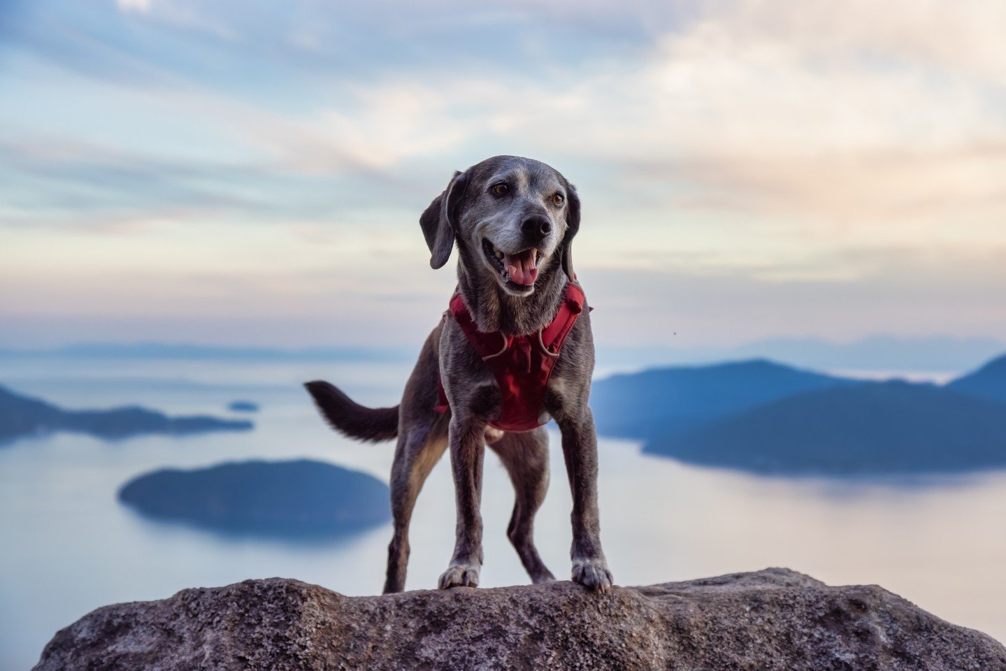 It's National Rescue Dog Day so we're giving a big shout out to all of the rescued adventurers out there 🐾 

Do you have a rescue pup? Let us know in the comments! 

#TriumphTogether #TriumphPack #NationalRescueDogDay