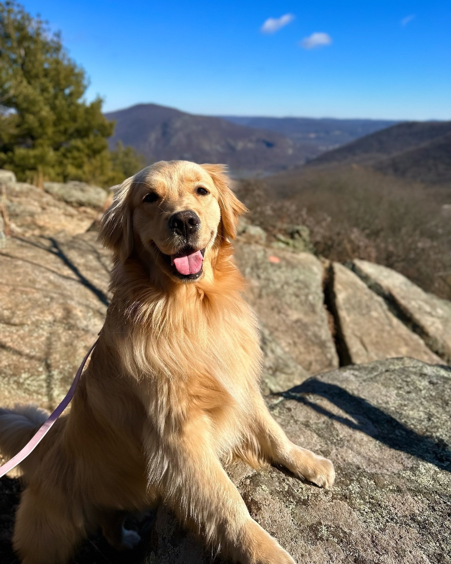How it feels when you finally reach the summit ⛰️🐶

📷 : @havensgoldendays

#TriumphTogether #TriumphPack #TopOfTheMountain