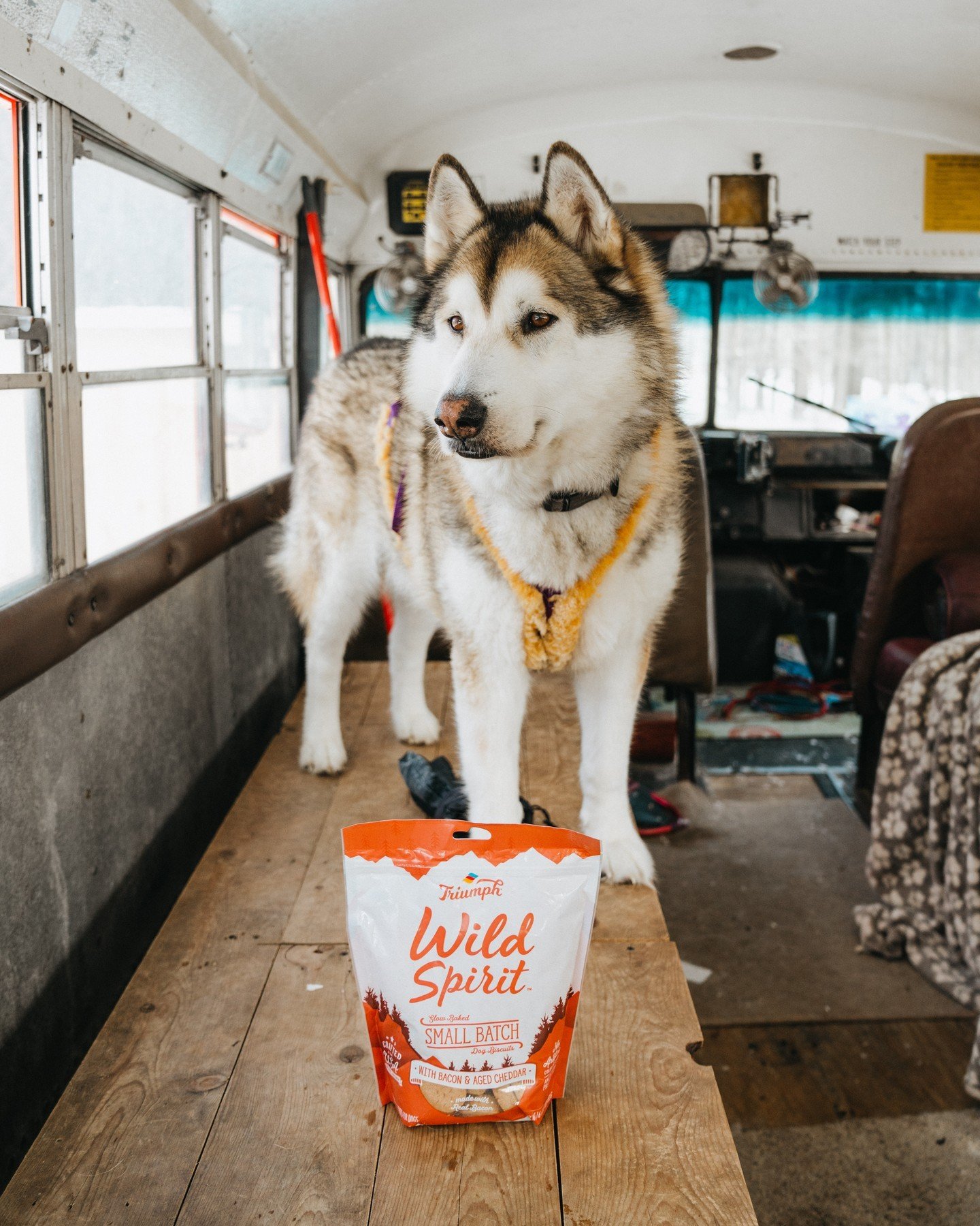 Happy National Biscuit Day! 🍪 Make sure to celebrate by giving your favorite four-legged companion one of our delicious slow-baked biscuits 🐾 

#TriumphTogether #TriumphPack #NationalBiscuitDay