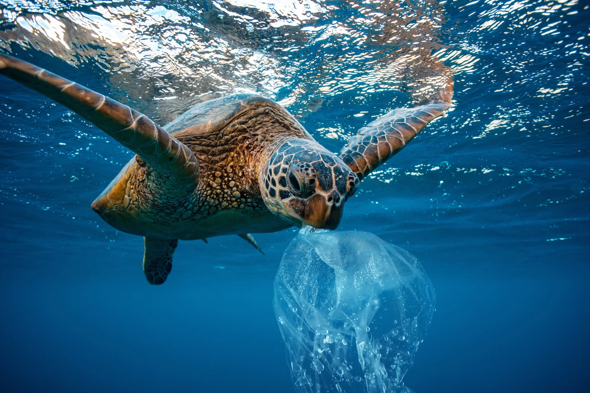 What’s up with marine and microplastics...?