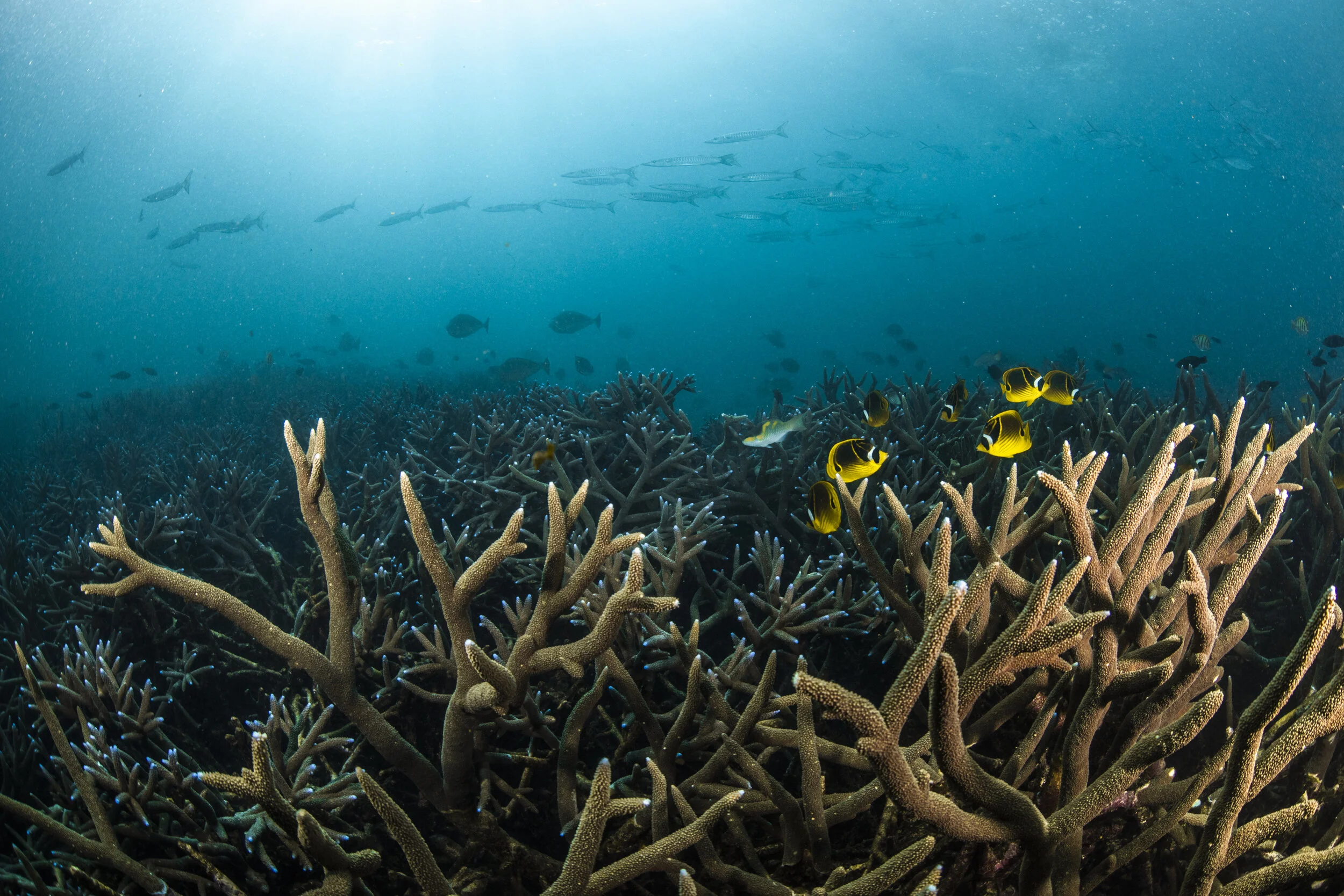 サンゴにも肌にも優しい日焼け止めの選び方 Mymizu