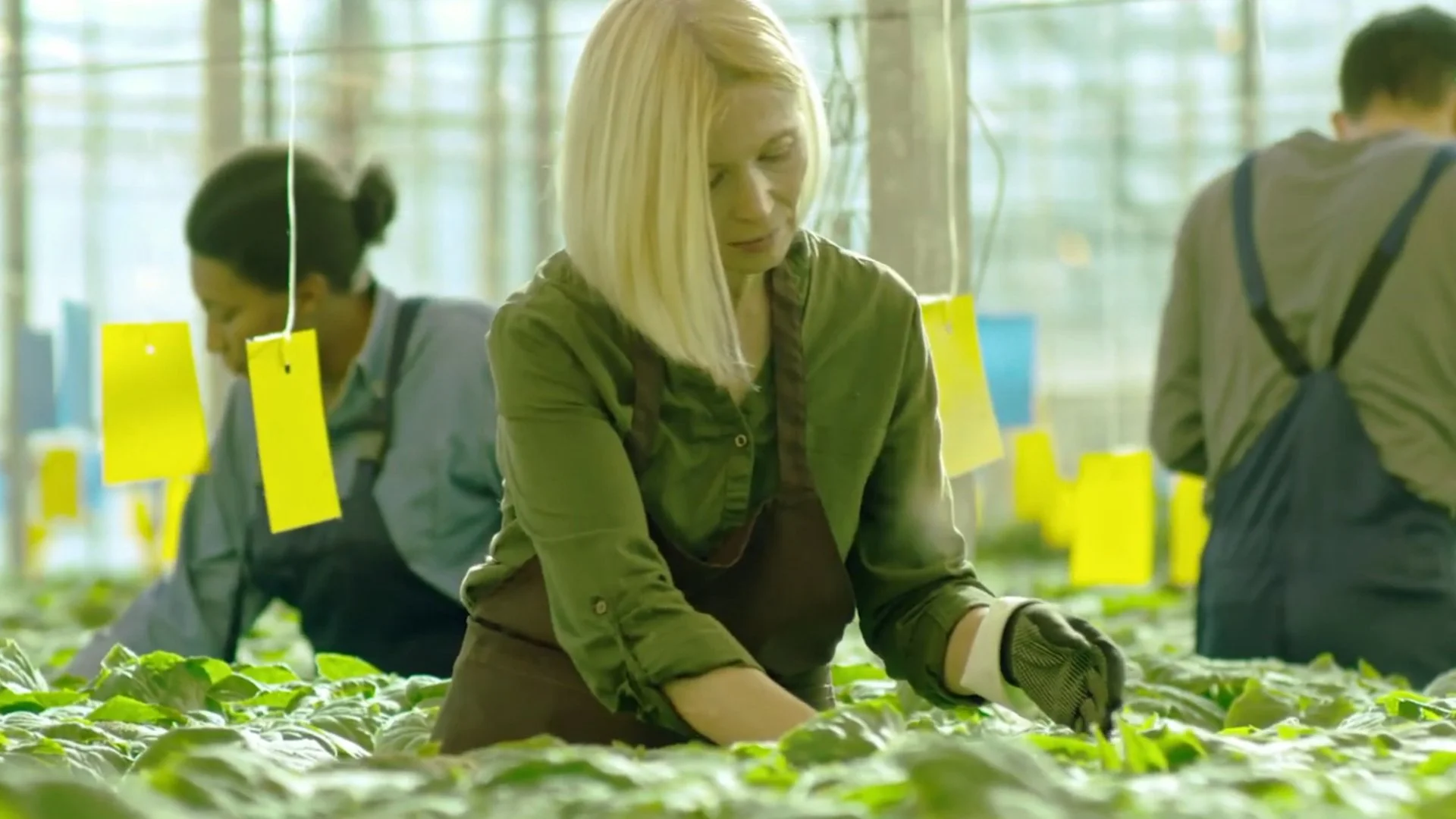 "Divisão Pós Colheita" - Green Controle de Pragas