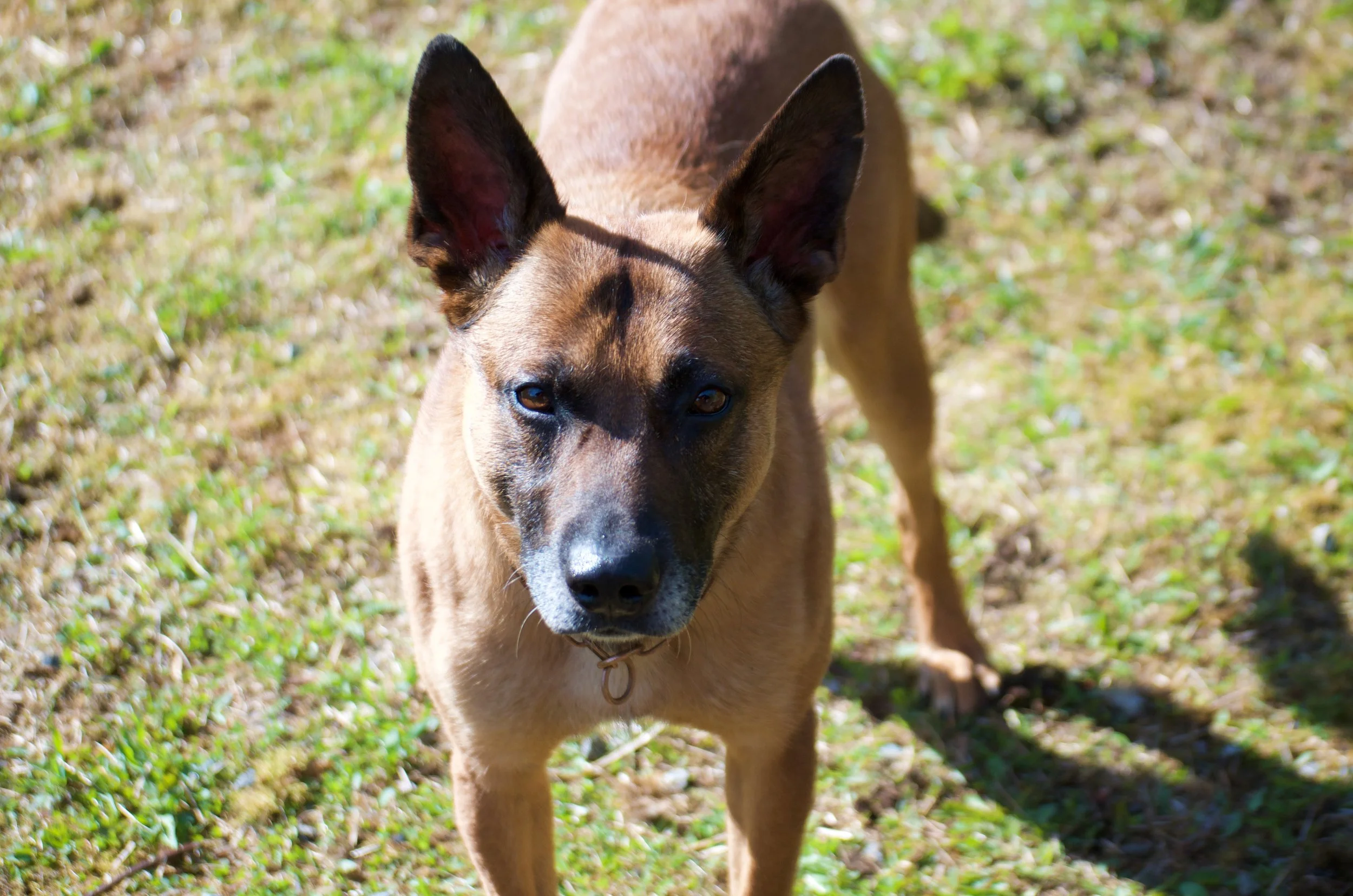 schutzhund malinois