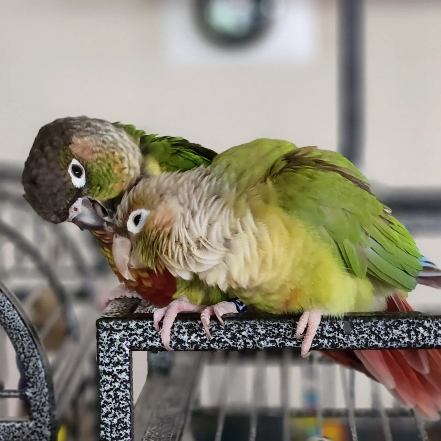 I just helped two fabulous birds close on the purchase AND build of their brand new home! 🦜🏡🦜
Fransisco was living large in a sleek single-story bachelor pad &mdash; all the amenities, all the vibes 🛋️🍿.
Chloe had a chic little townhome that was