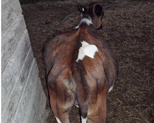 Bloat in young calves