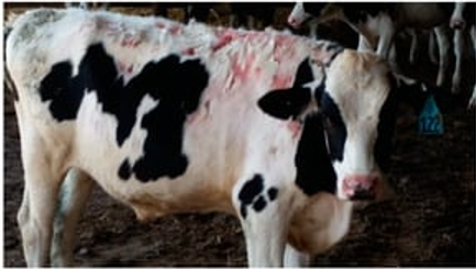 Spring eczema in calves